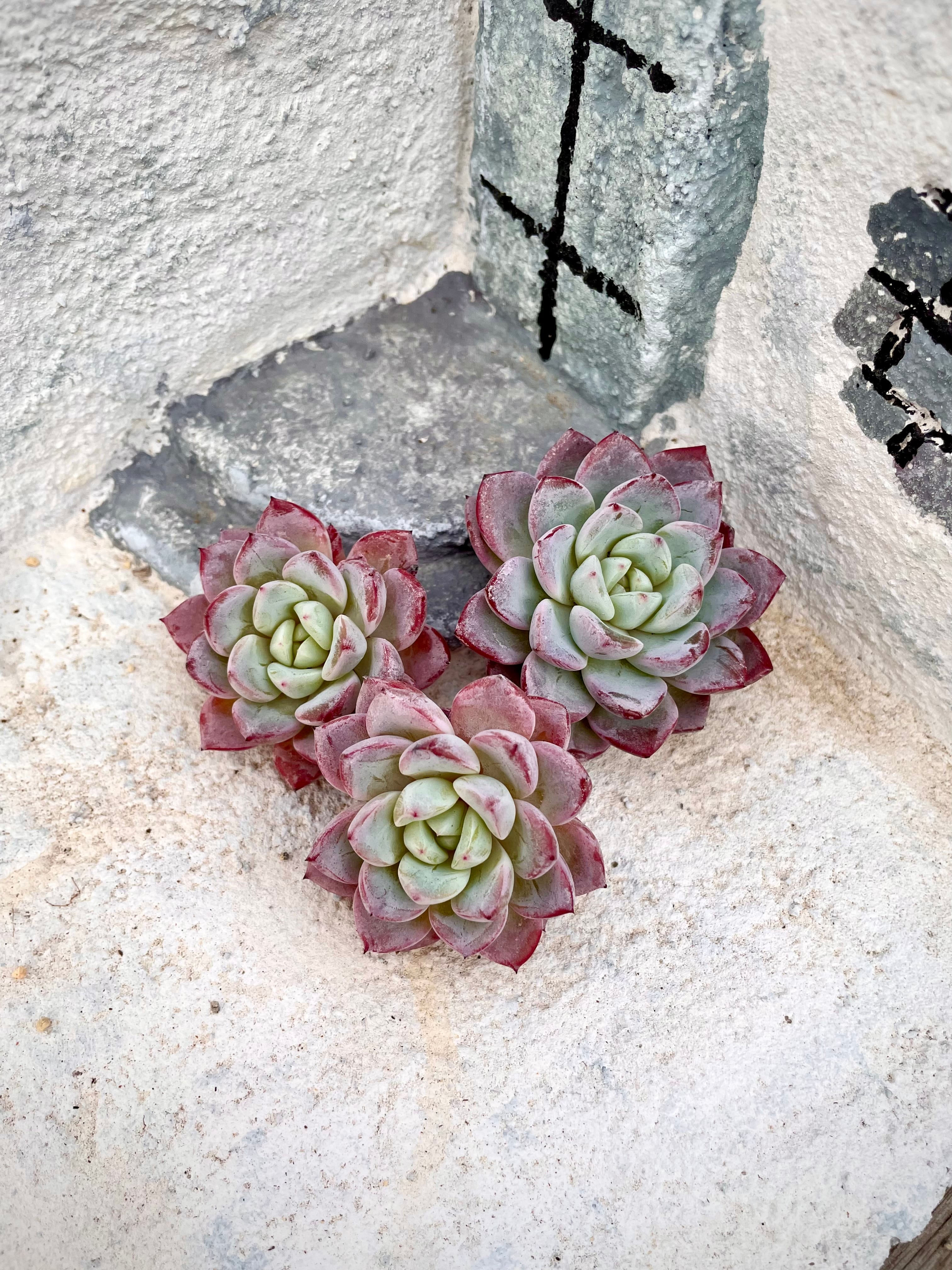 売却済み。3/11寄せ植えに♪多肉植物カット苗セット 逃げ出し