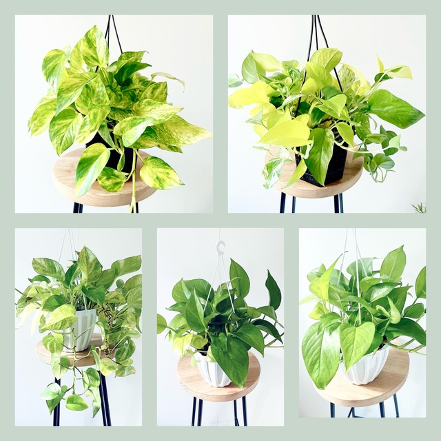 【登録品種】107. ポトス テルノバンピー 観葉植物