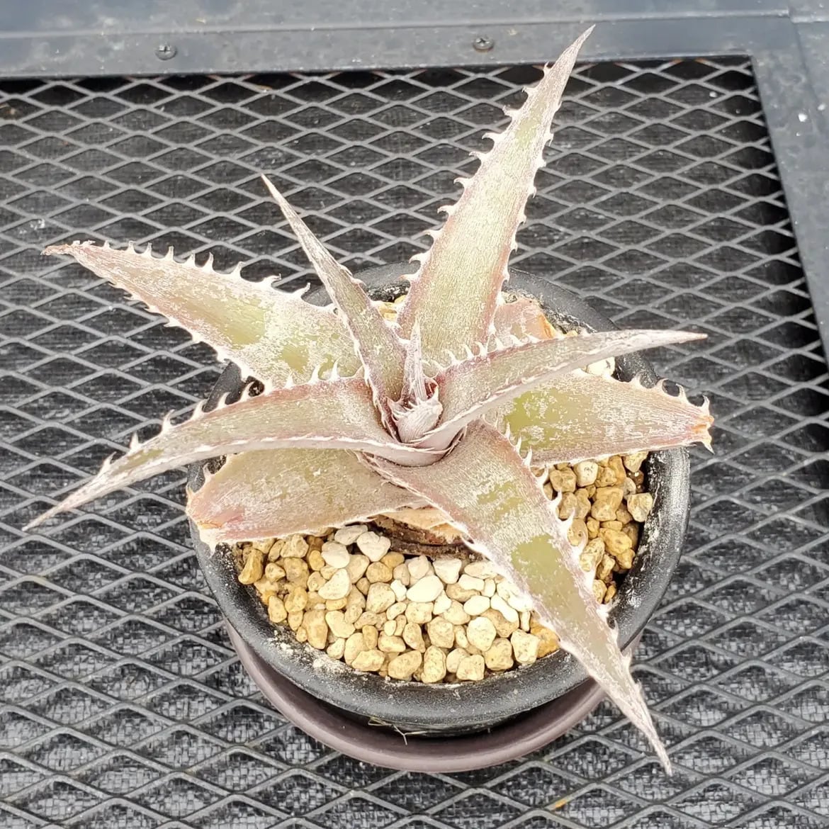 レアプランツ通販サイトPlants Maniax（プランツ・マニアックス）