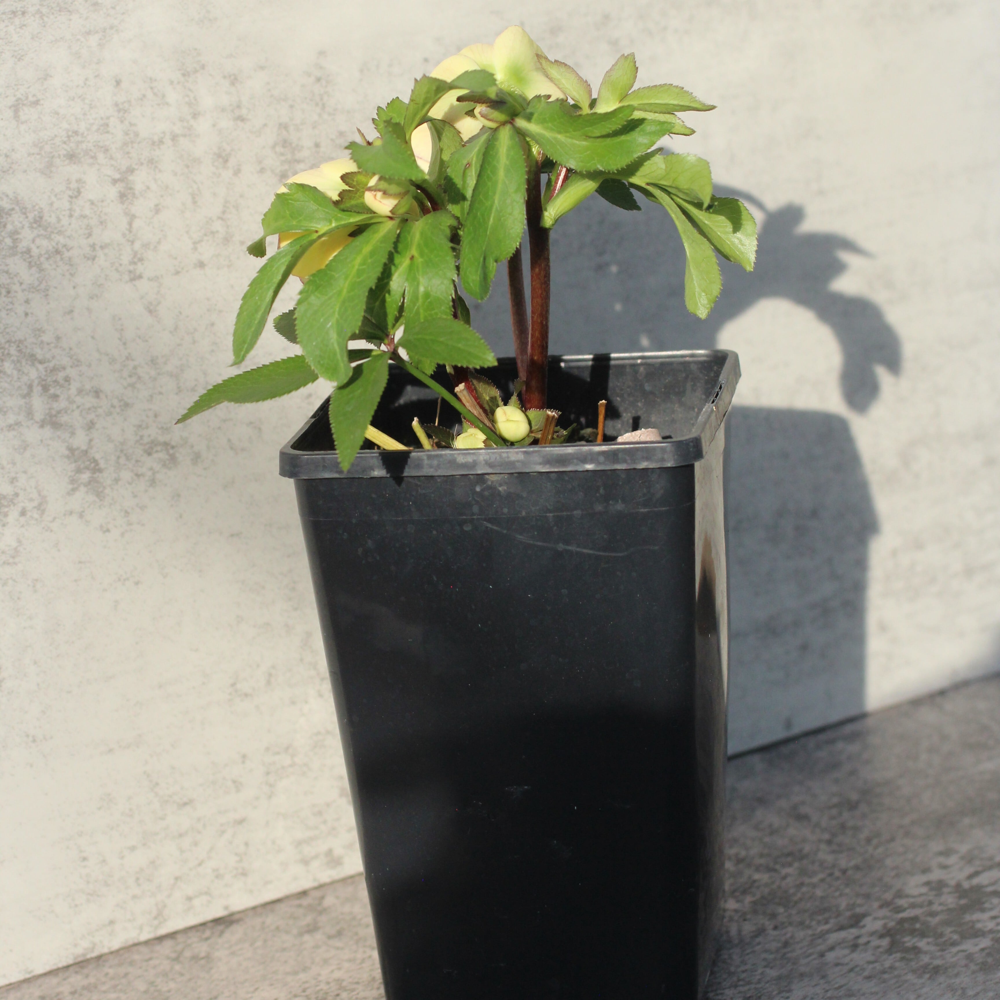 WS26-083 クリスマスローズ ウィンターシンフォニー イエローふんわり