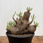 Tylecodon pearsonii【チレコドン・ペアルソニー】