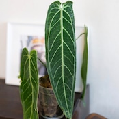 Anthurium Warocqueanum / アンスリウム ワロクアーナム【お得なまとめ売り】
