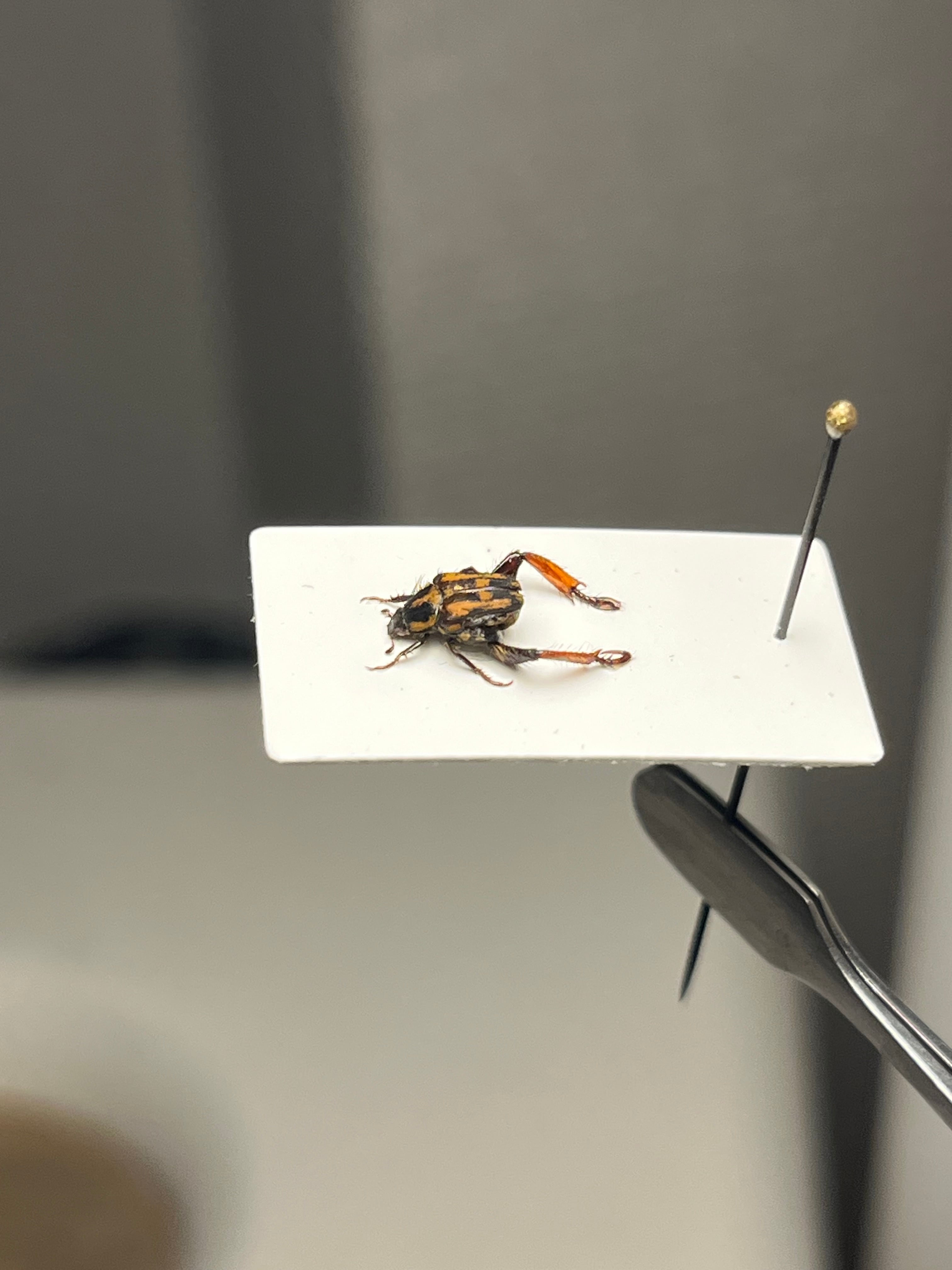 トゲトゲテントウムシダマシ 昆虫標本 Cacodaemonフトタマムシ トゲトゲテントウムシダマシ 昆虫標本 Cacodaemonフトタマムシ