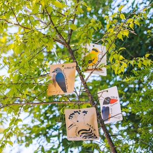 対馬紅茶 野鳥セット