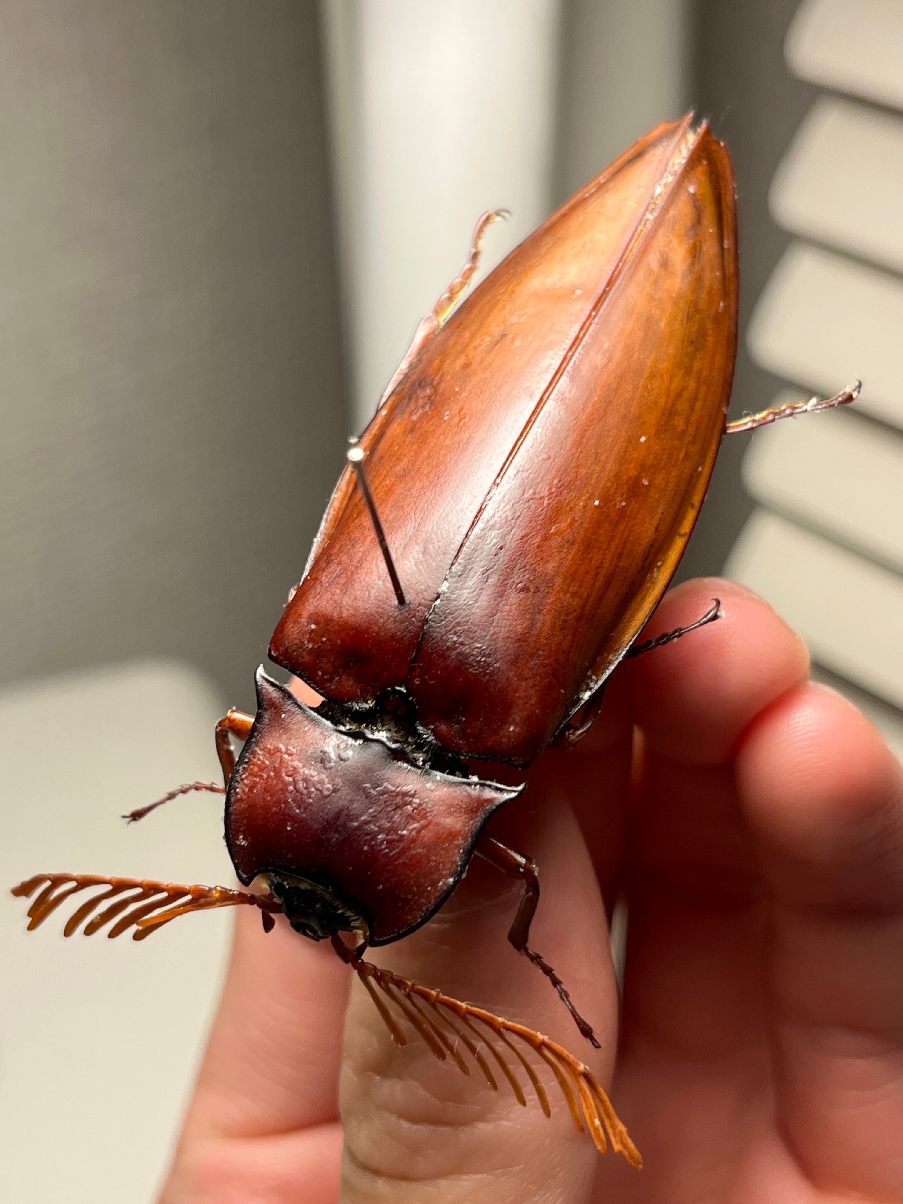 米搗虫 | オモニキチュウ