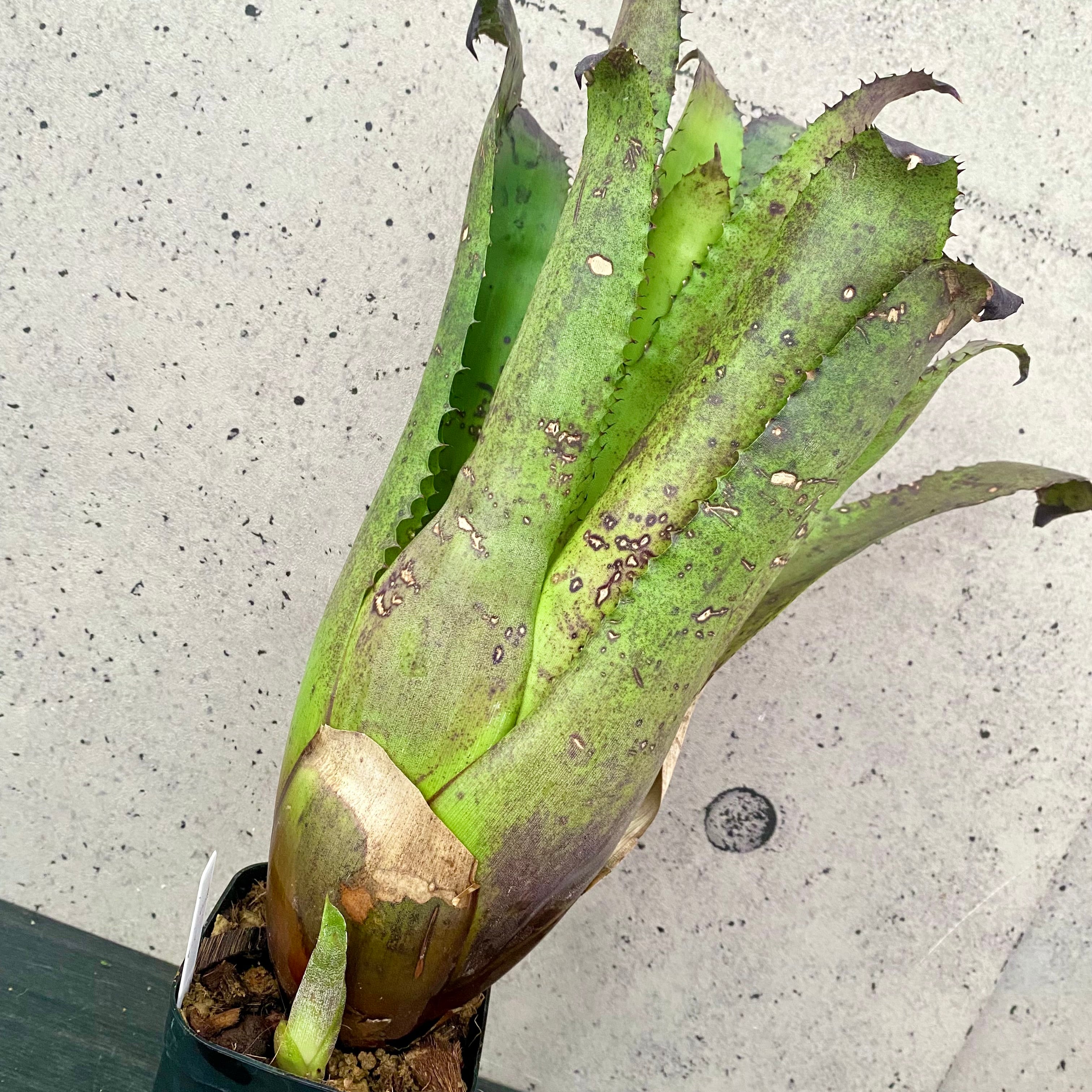 フペルジア『nummularifolia』 | Planet Plants プラネットプランツ