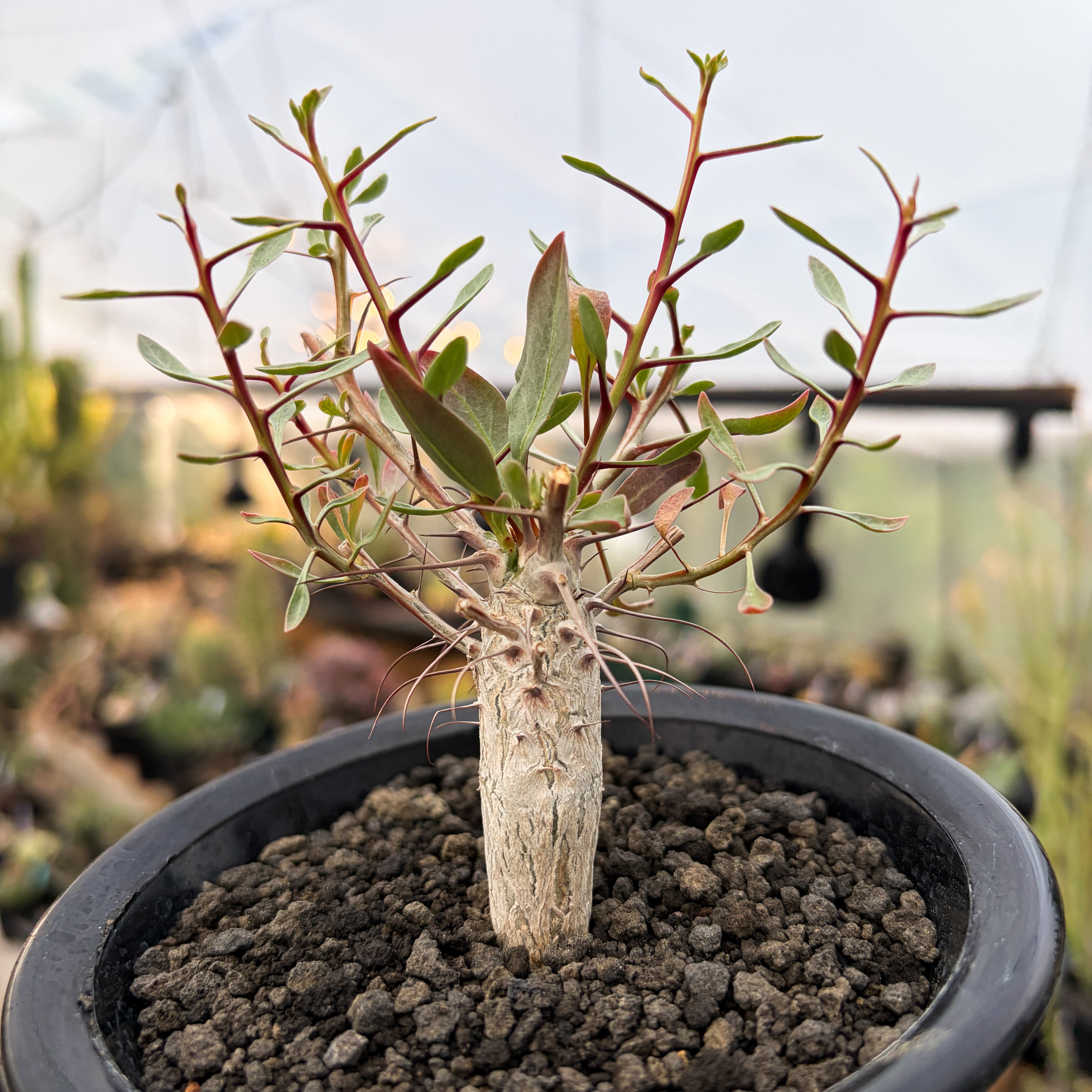 Fouquieria columnaris【フォークイエリア・コルムナリス・観峰玉