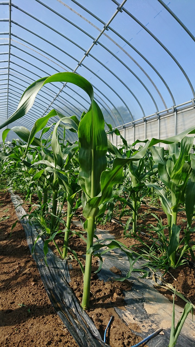 大原野、初夏のお野菜と冷奴セット