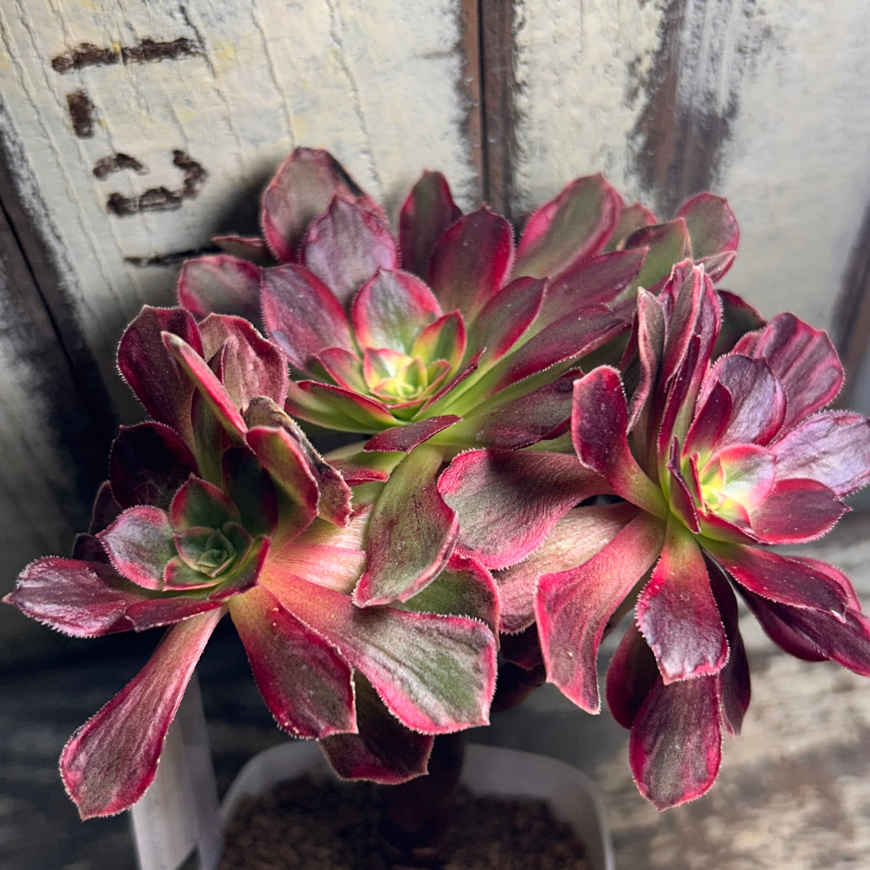 92#多肉植物アエオニウム錦❤️ アンナ錦❤️14頭21cm 鉢土付き出荷 園芸ネット本店｜アエオニウム：アンナ錦 3.5号ポット の通販【公式】