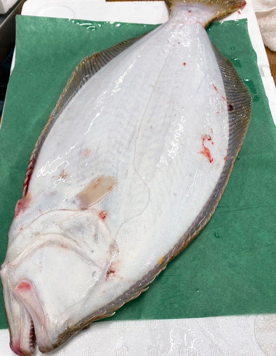 長崎県産 養殖ヒラメ | 有限会社 米倉鮮魚店