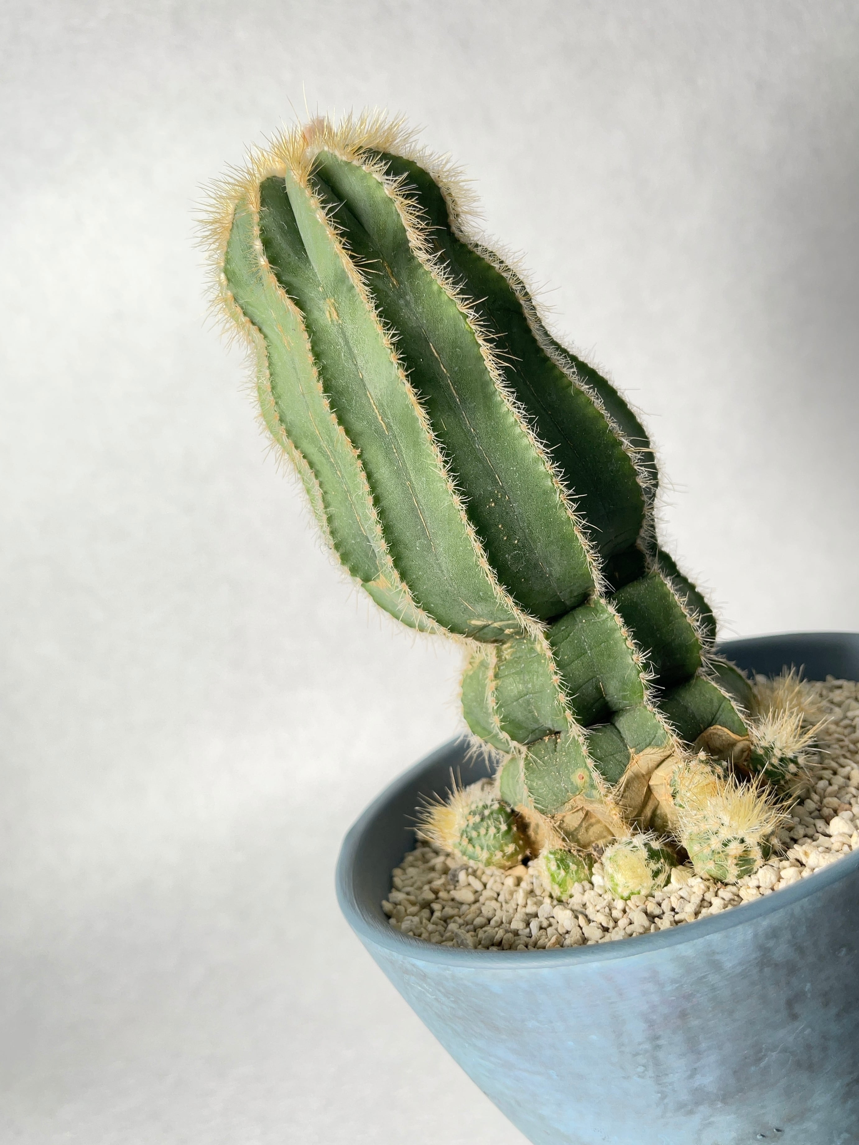 エリオカクタス・英冠丸 | trigger