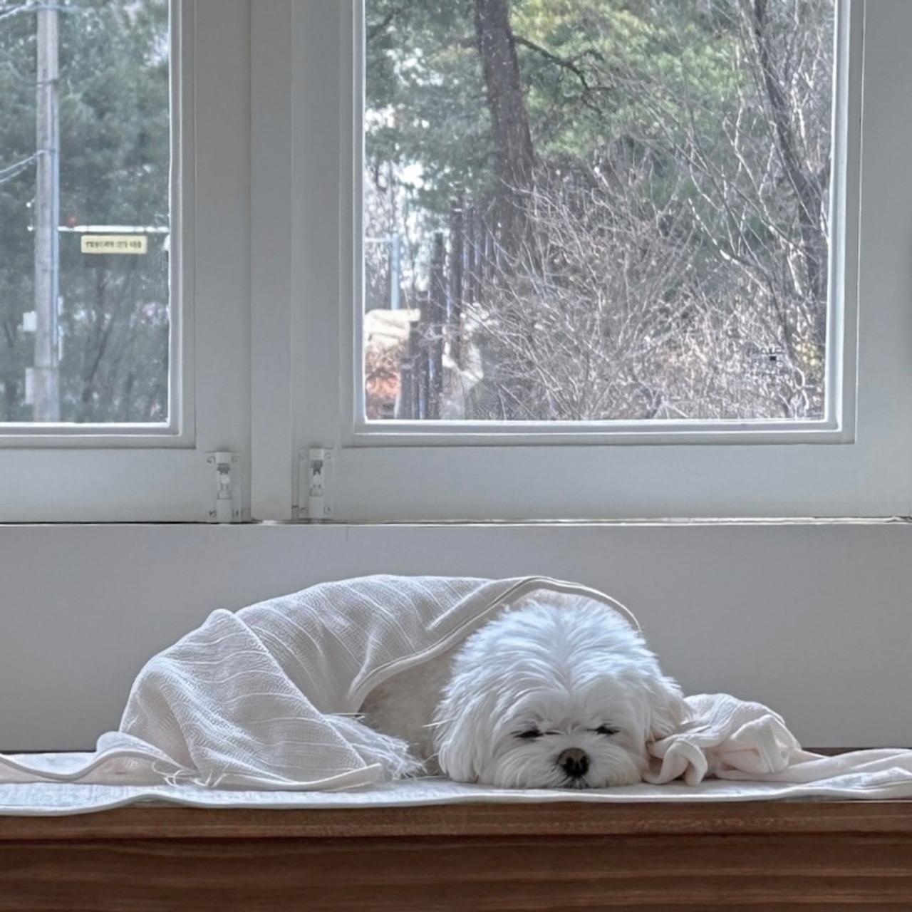 【即納】EYOU ベルベティ ブランケット｜ホワイト - 3