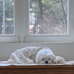 【即納】EYOU ベルベティ ブランケット｜ホワイト