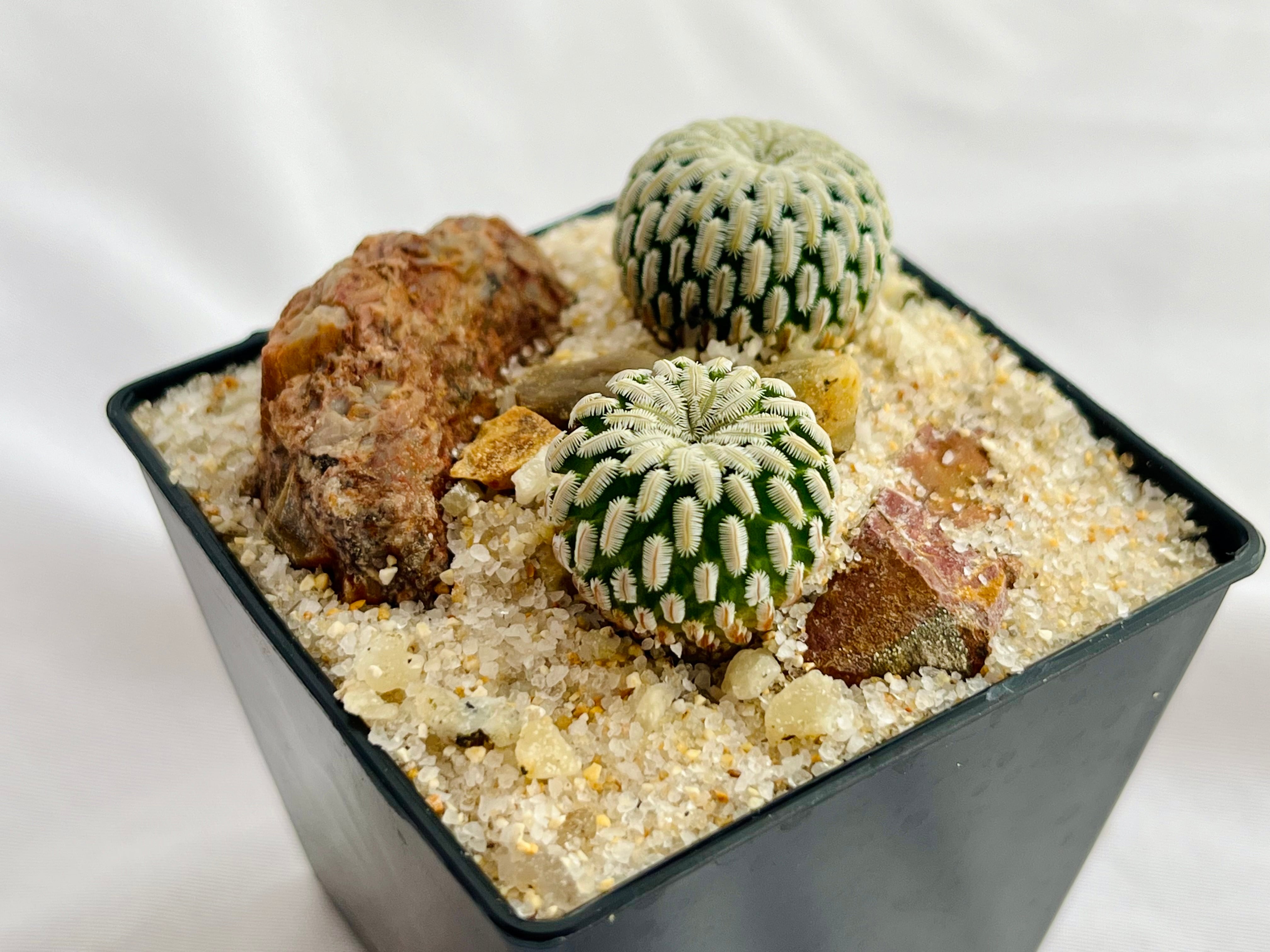 Turbinicarpus pseudopectinatus ツルビニカルプス 精巧殿 サボテン