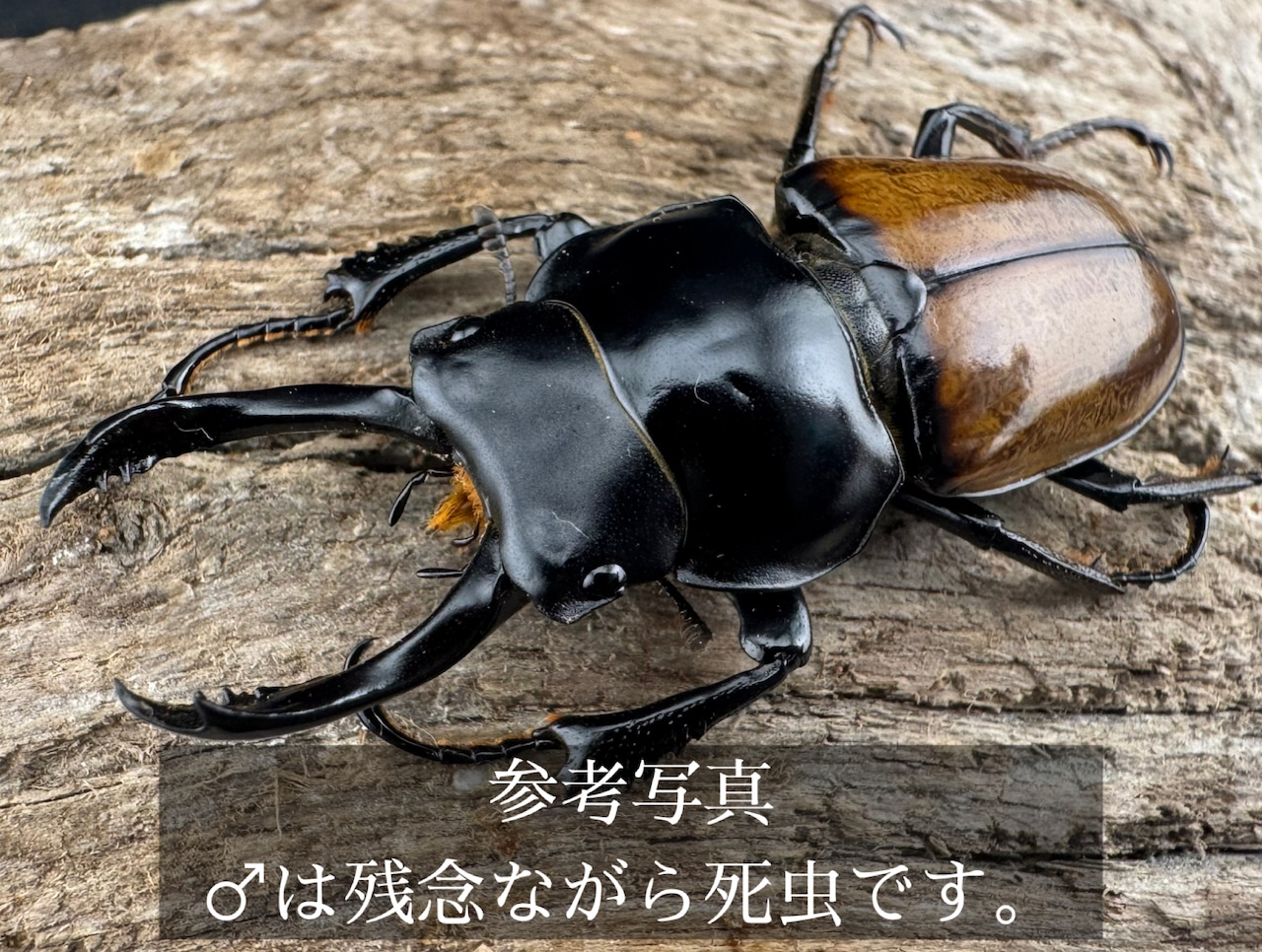 【WD】《ブロッシェルマルバネ Free ♀単》