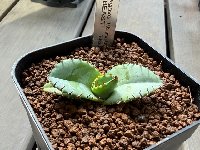 CG TCシリーズ Agave titanota "Beast"