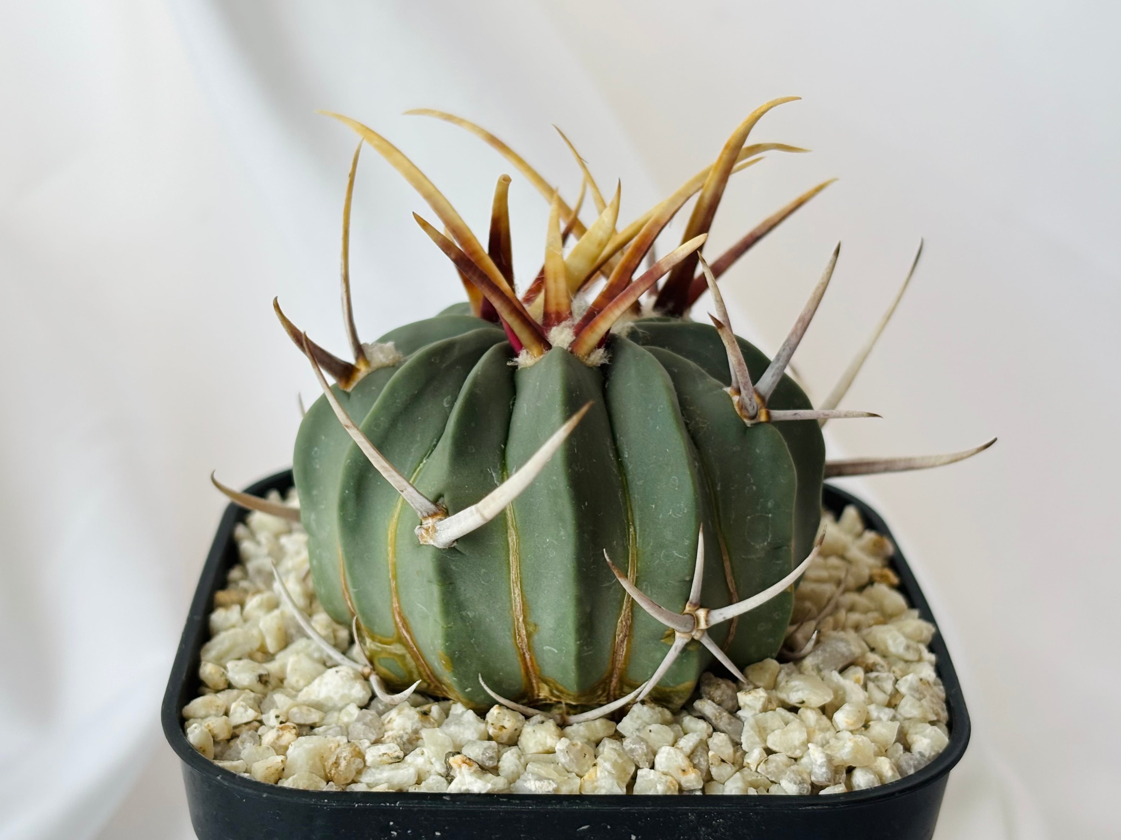 Echinofossulocactus coptonogonus エキノフォスロカクタス 竜剣丸 強