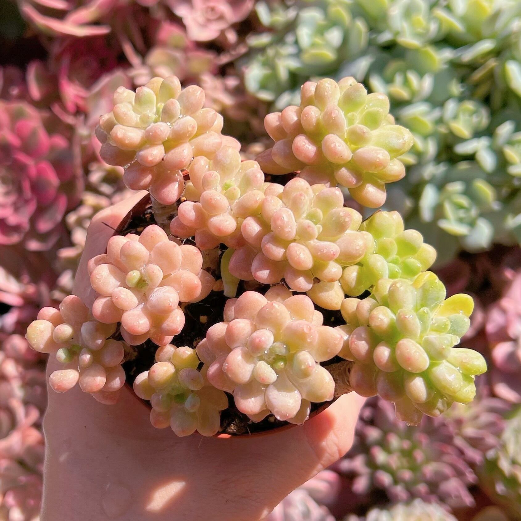 現物　ストロベリーミルク#675   るる農園