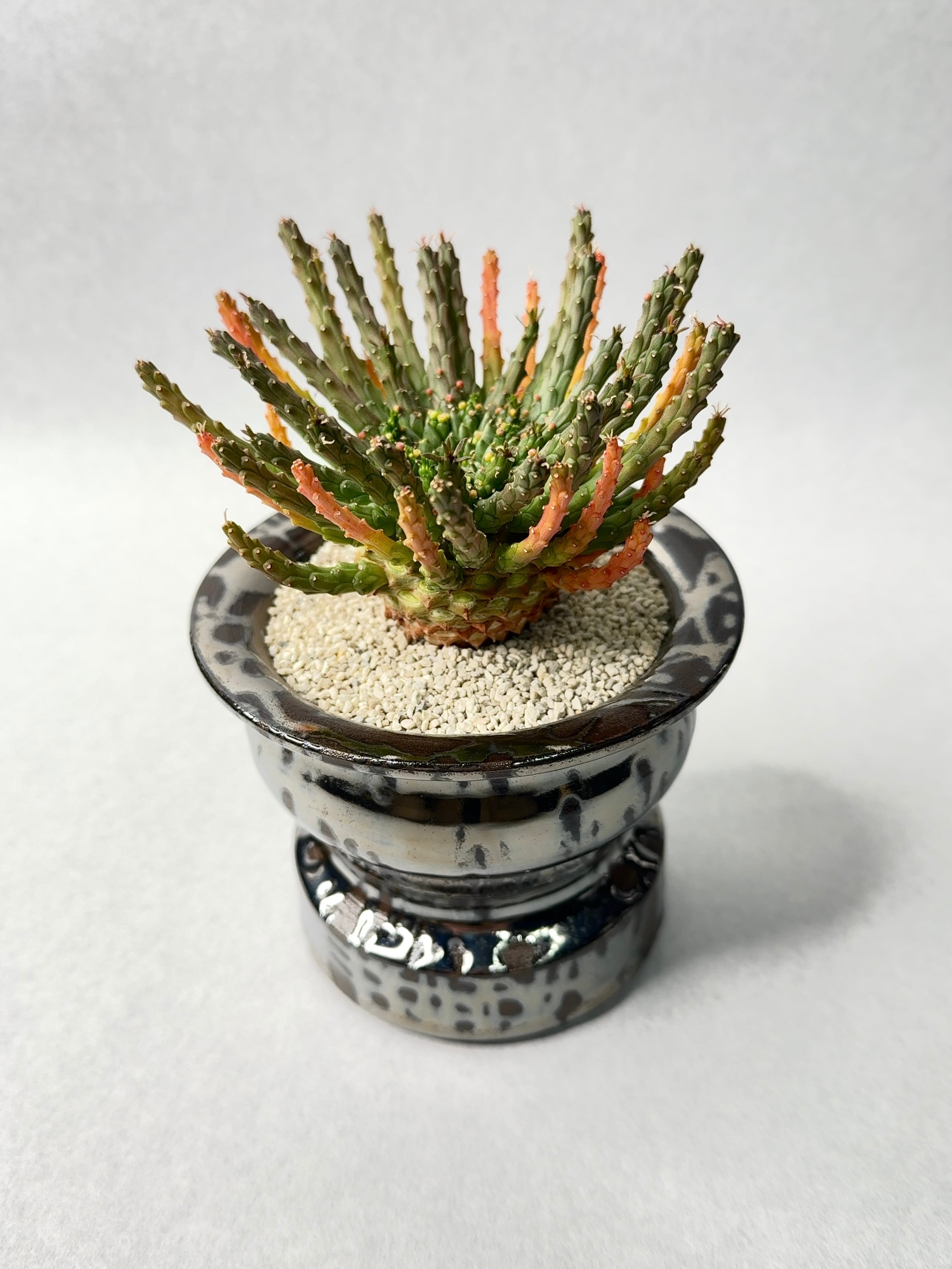 ユーフォルビア | trigger