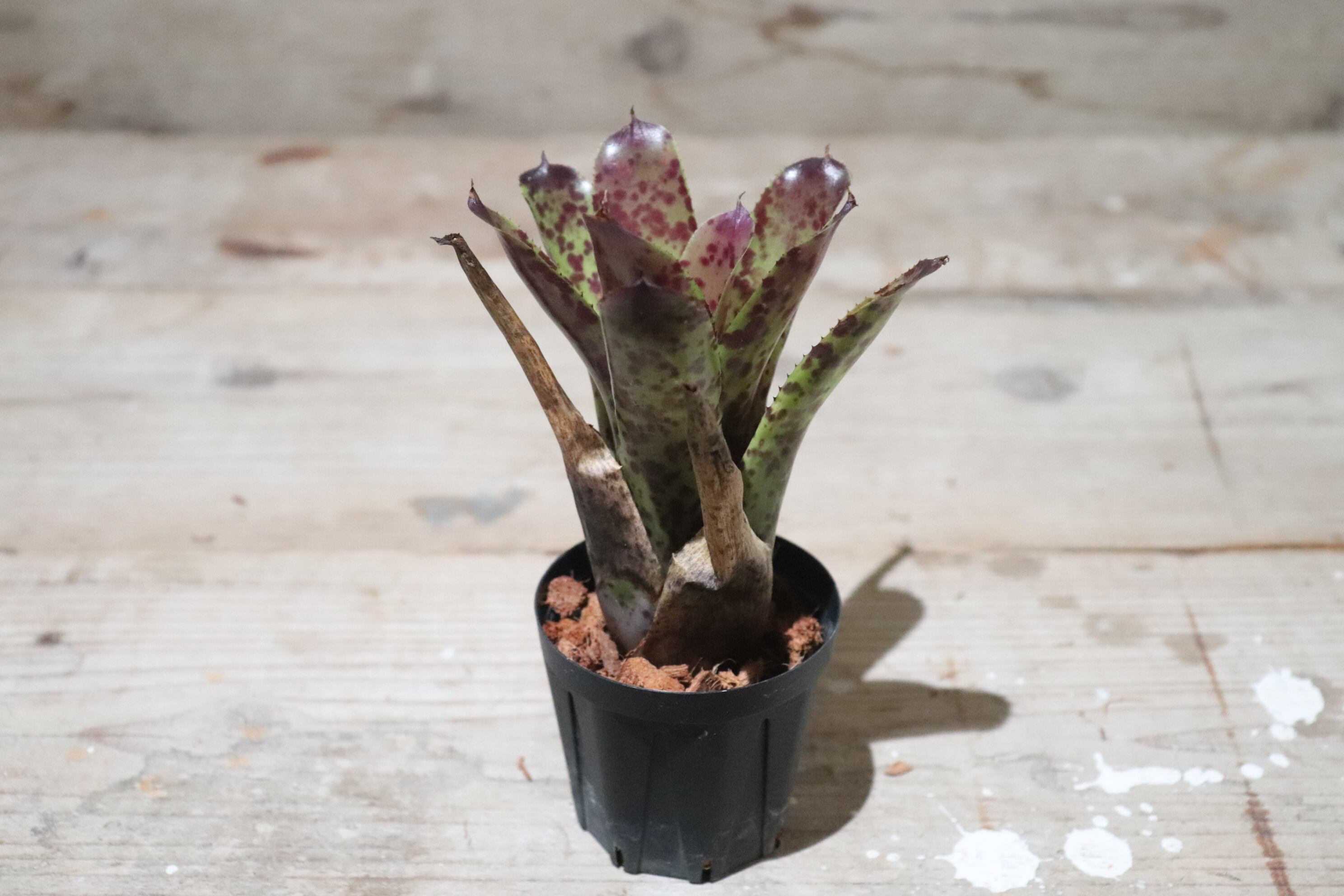 送料無料】Neoregelia 'Cheers'〔ネオレゲリア〕現品発送N0132 | plane