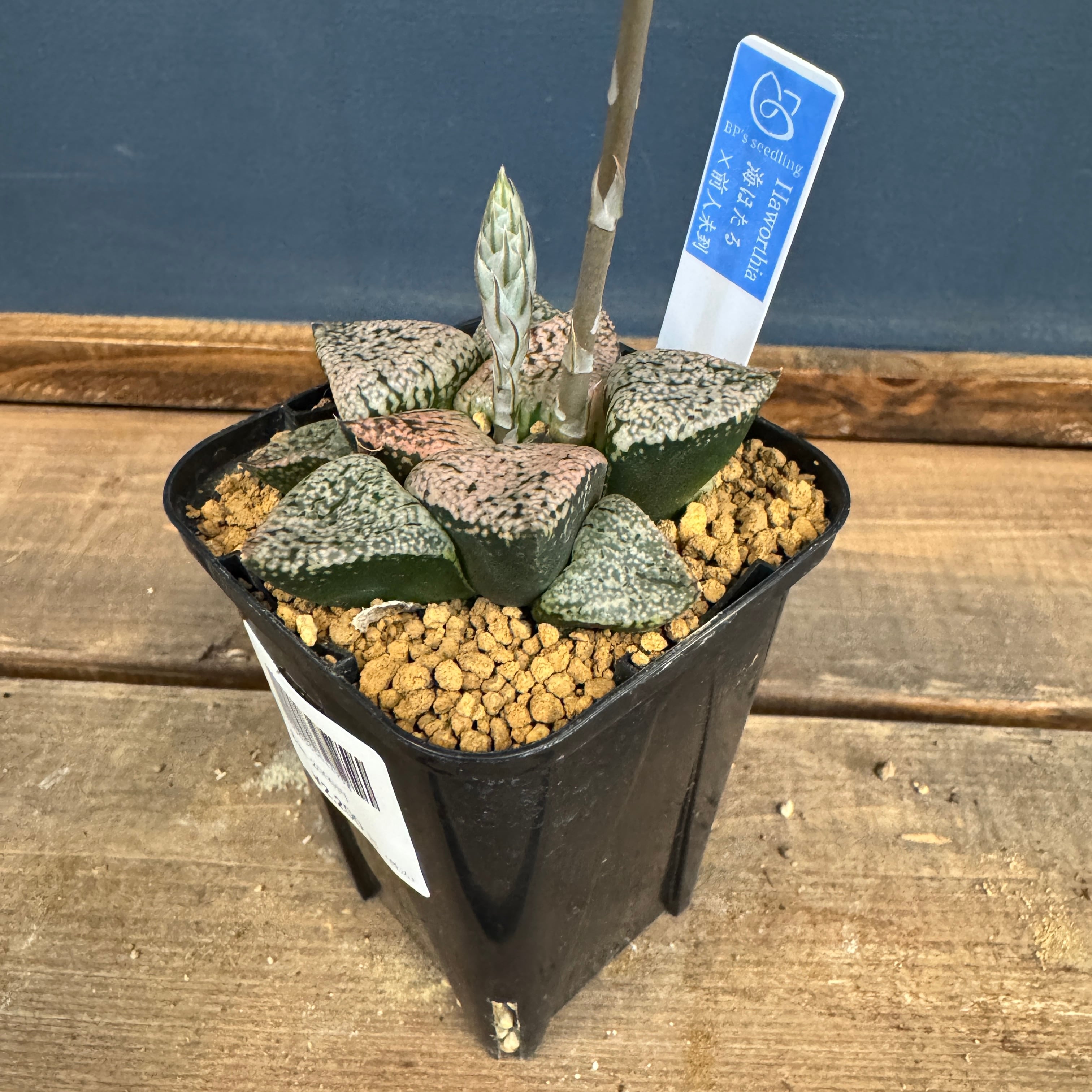 ハオルチア ハイブリット 海ほたる × 前人未到【216】 | PROTOLEAF