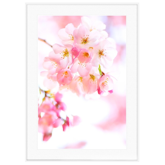 花写真 ピンクの桜 インテリアアートポスター額装 AS2895