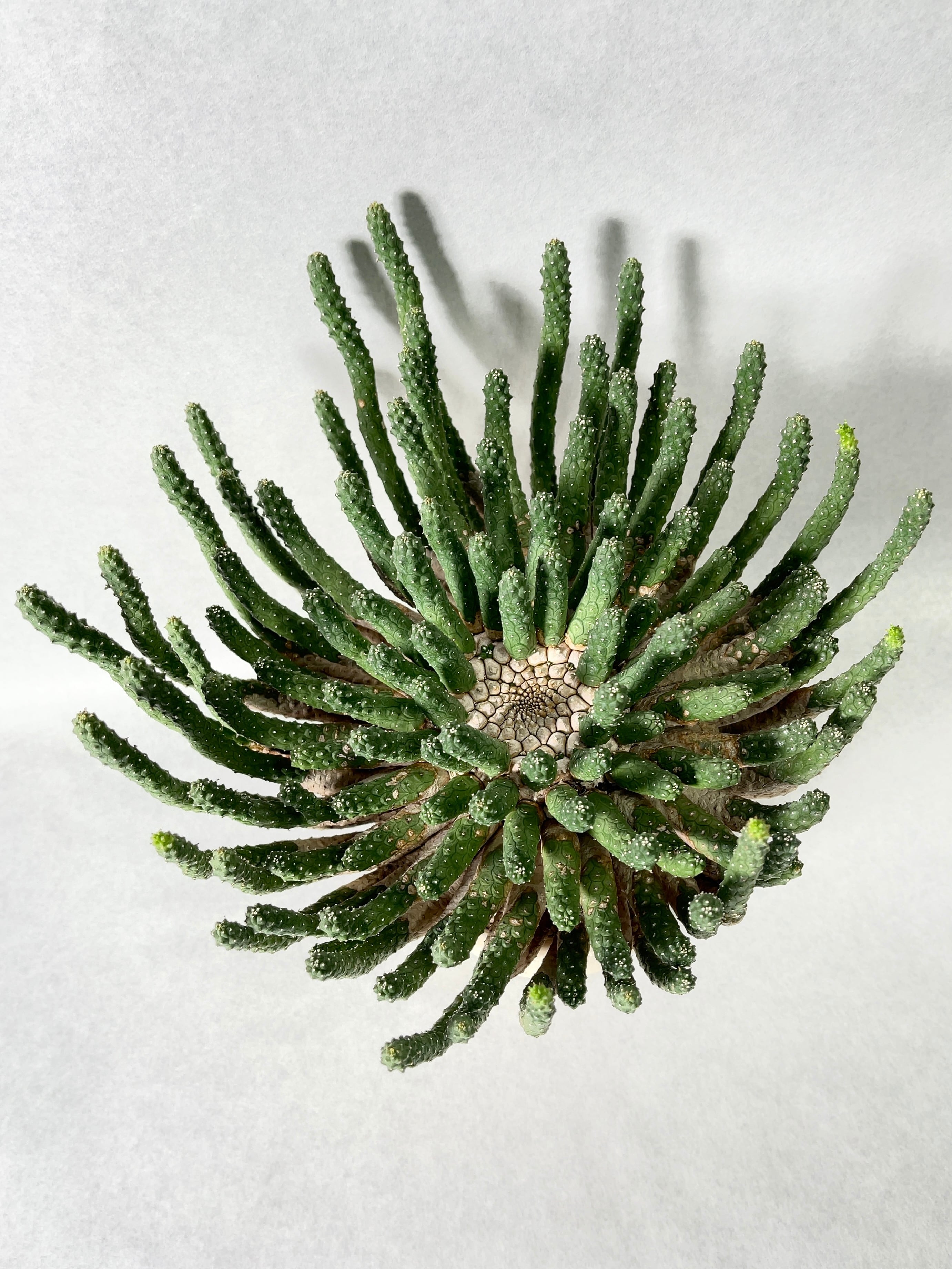 ユーフォルビア　エスクレンタ　現地球 ユーフォルビア エスクレンタ 現地球 isla del pescado - Euphorbia