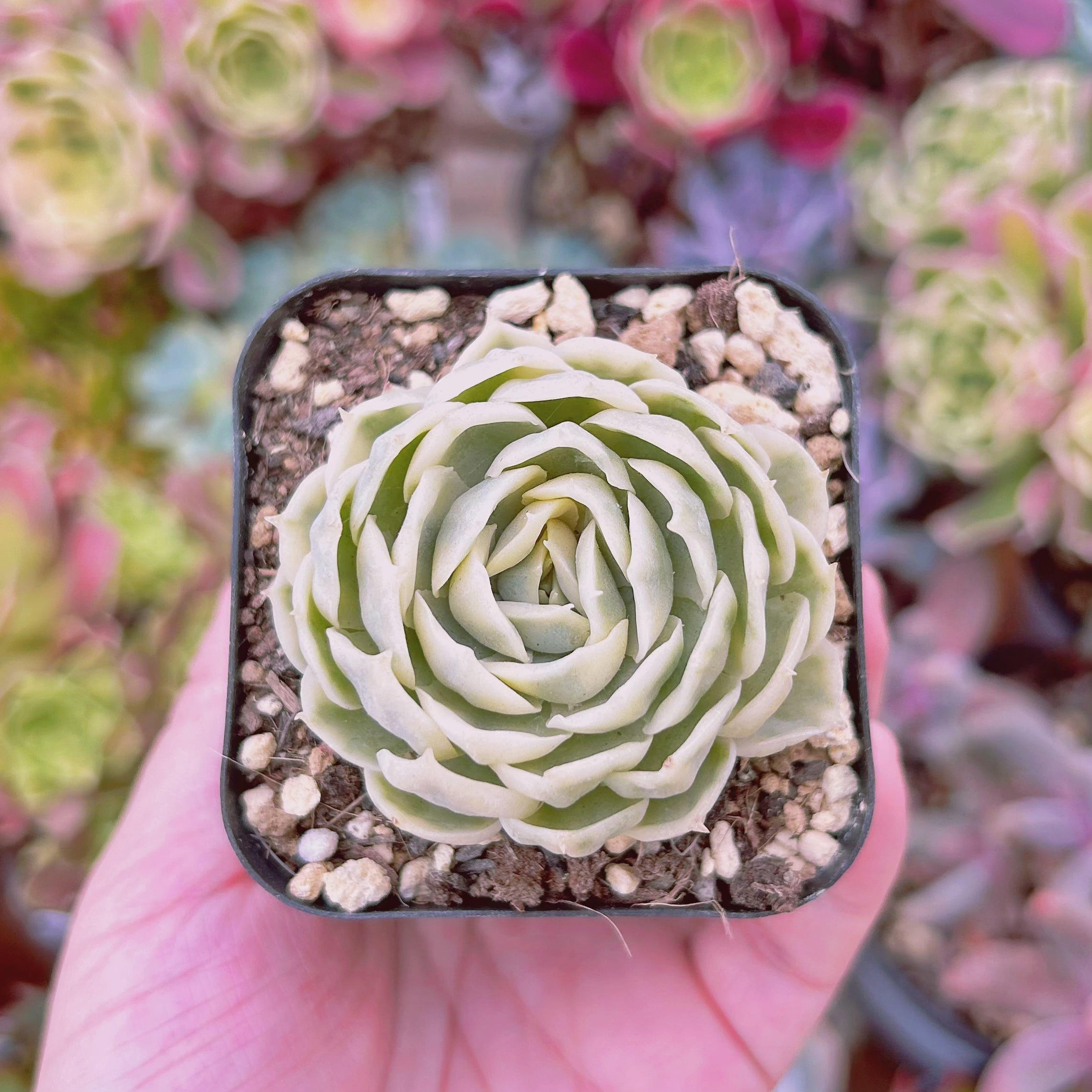 現物 多肉植物 オンスロー錦 抜き苗 | るる農園~多肉植物専門
