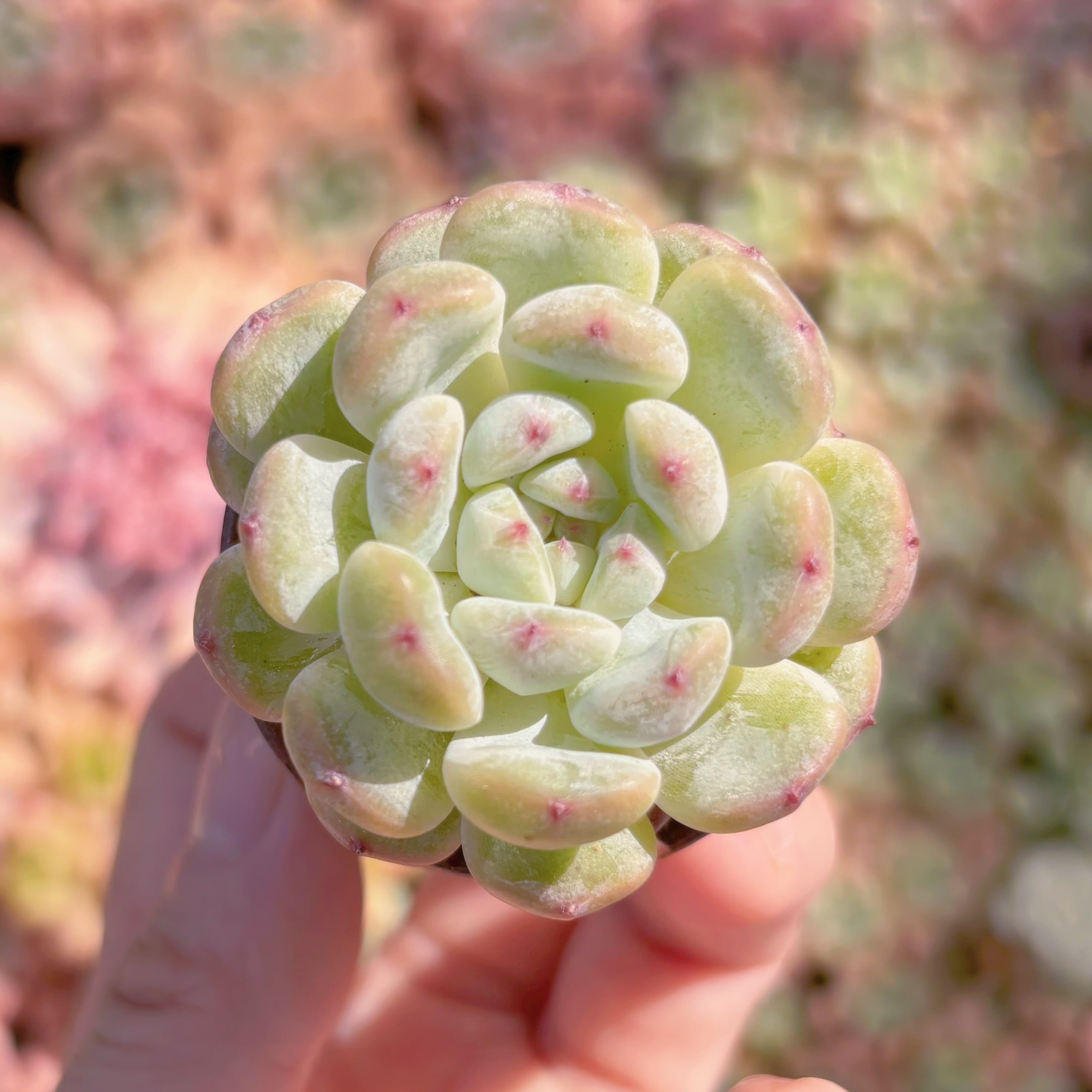 多肉植物　雪爪　新入荷　るる農園