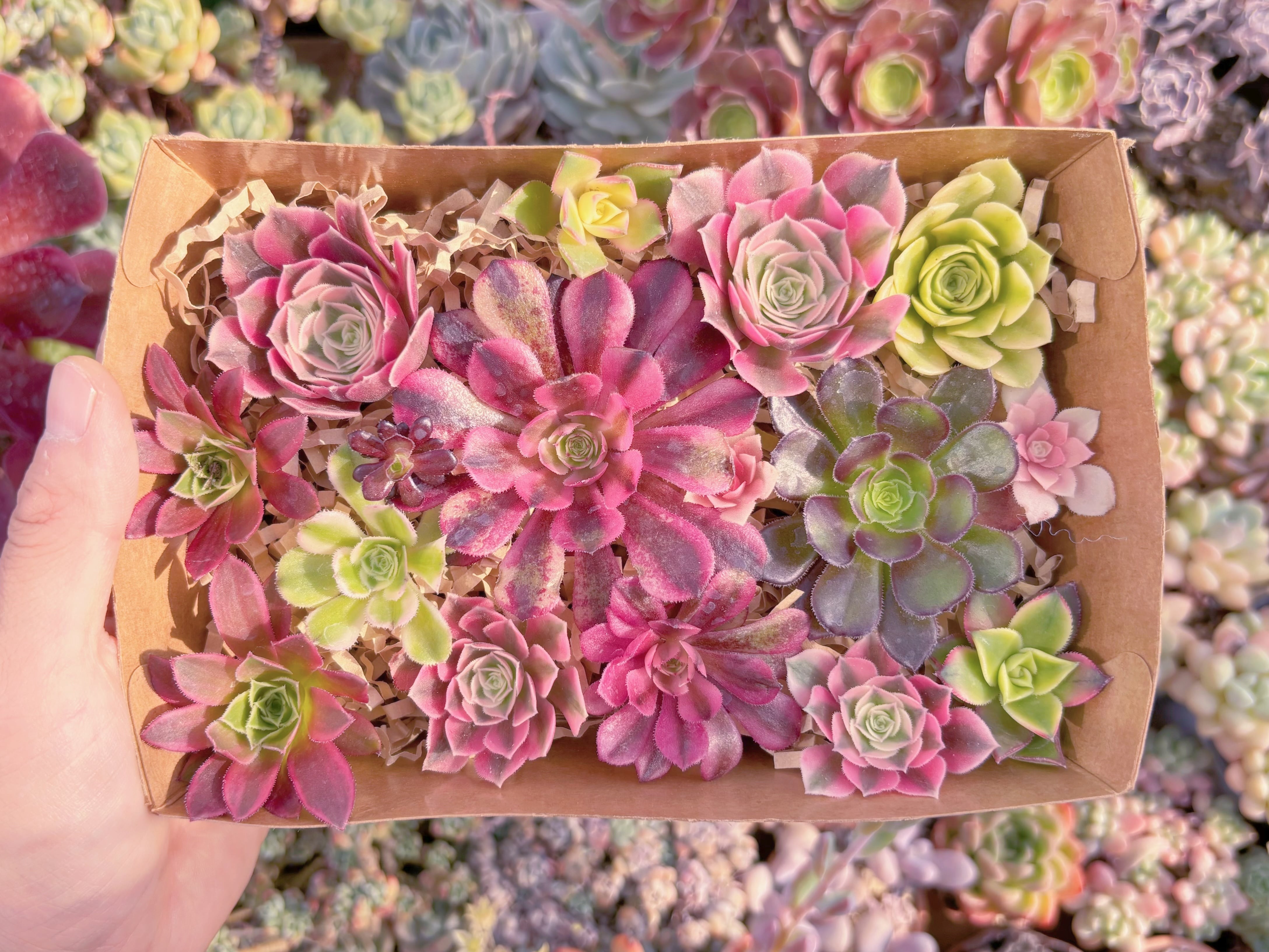 現品　寄せ植えセット#F227　17×4.5×11.5cm　るる農園