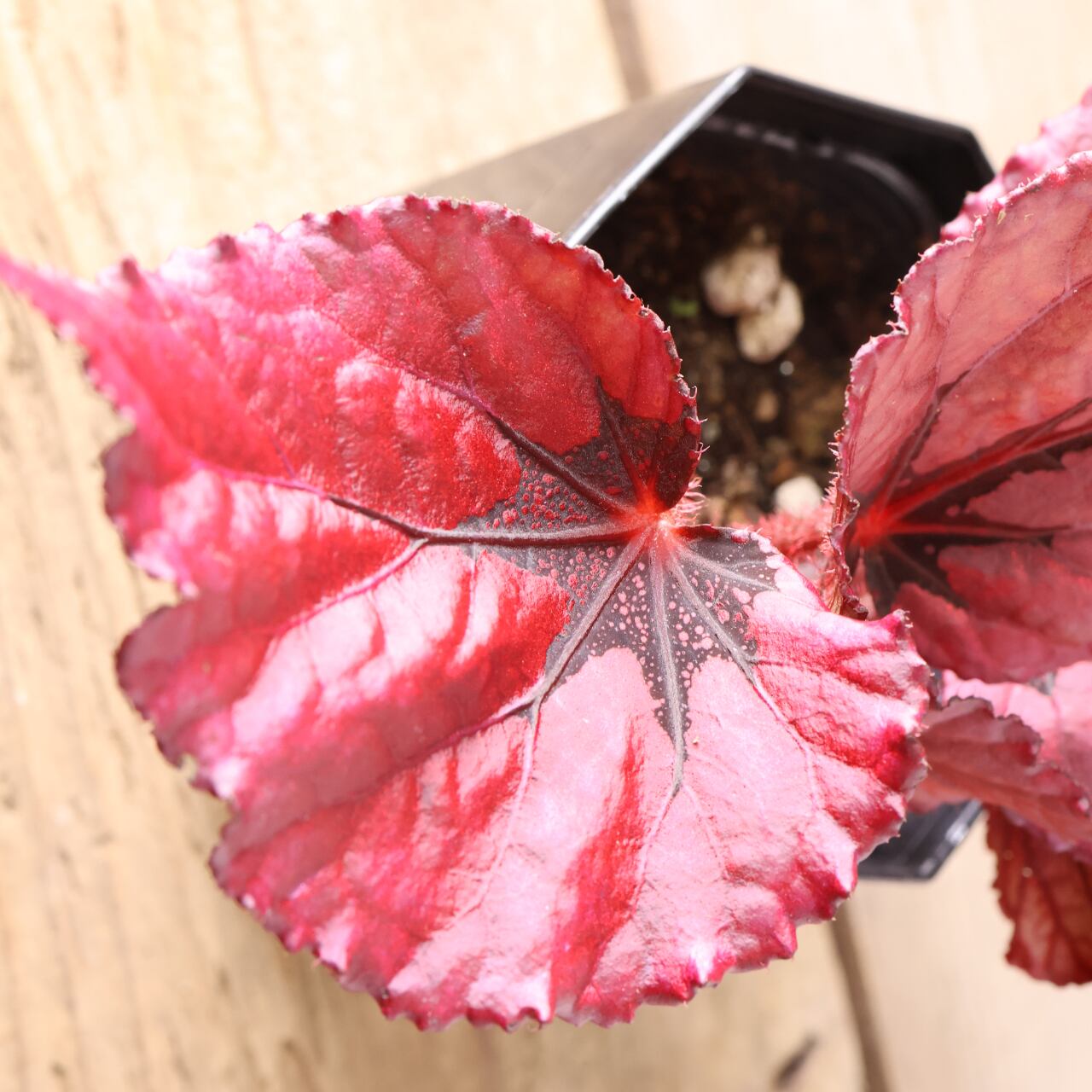 414 葉の色彩を楽しむ『レックスベゴニア』観葉植物 【送料無料