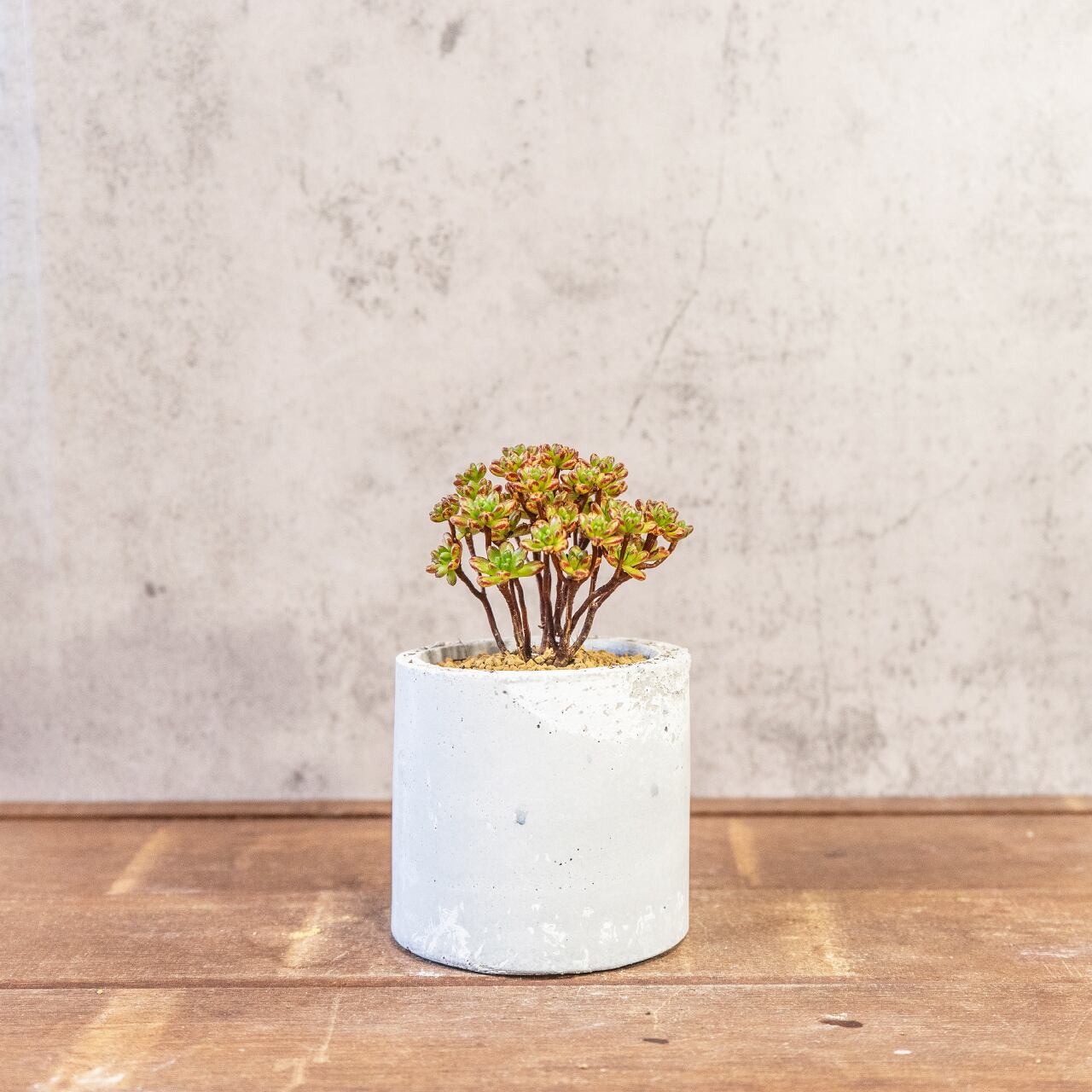 アエオニウム・小人の祭り錦｜ふた株の動きが可愛い盆栽仕立て【手づくりモルタル鉢】