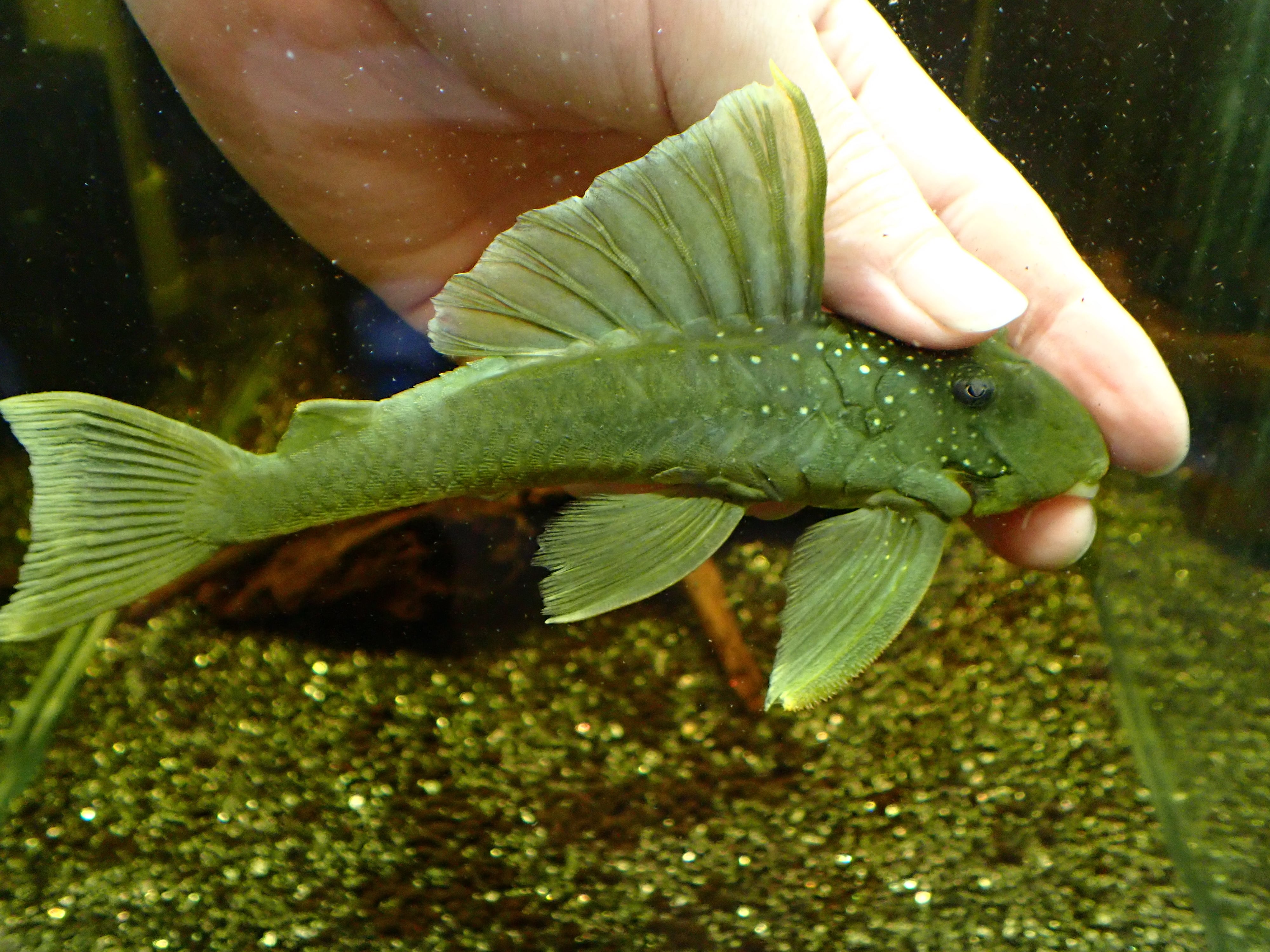 ゴールデンブルーフィンペコルティア(コロンビア) 個体販売 03