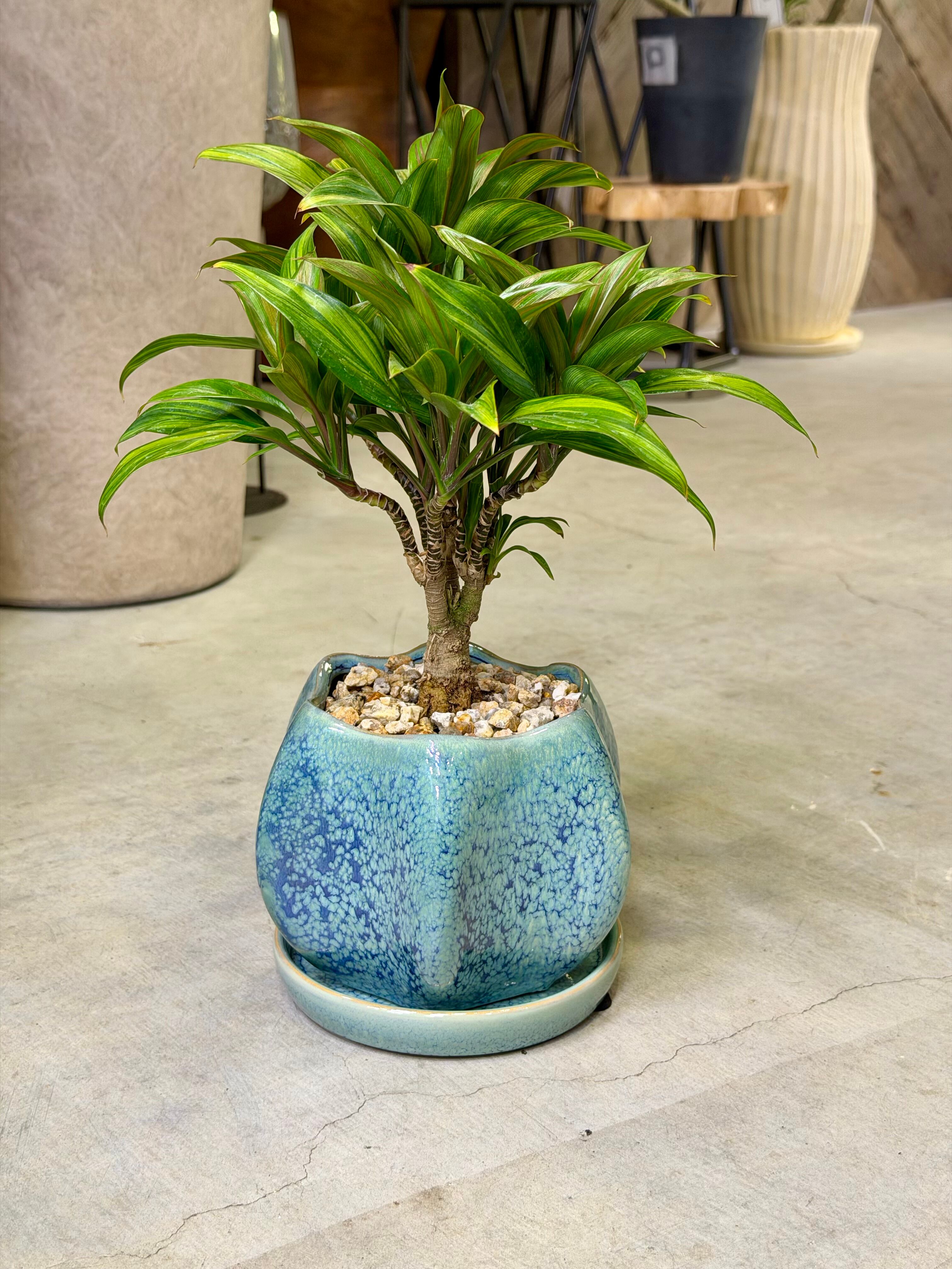 アロカシア・アズラニー | barrelplants_BONSAI