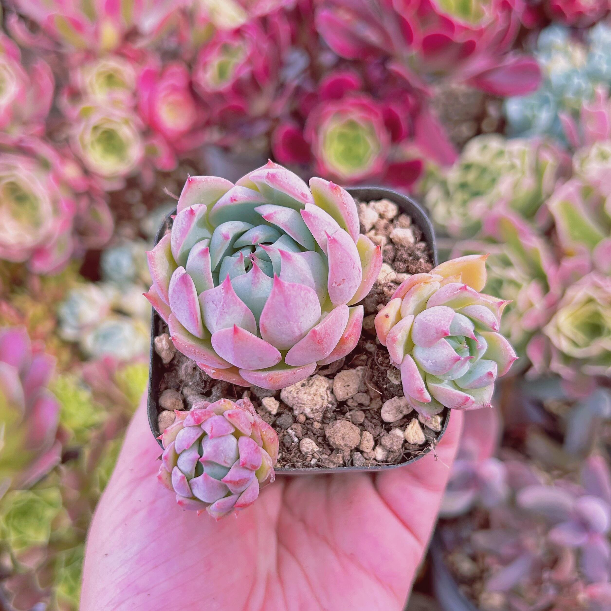 現物　多肉植物　ピンクティッピー　抜き苗