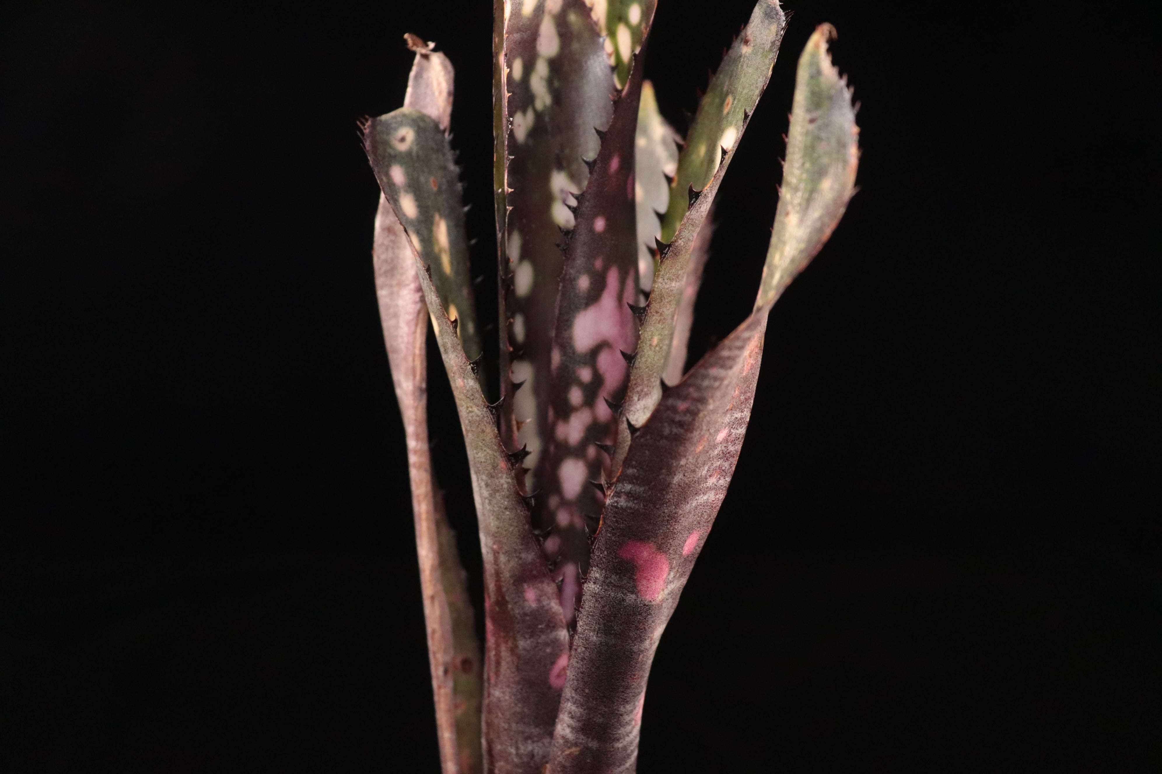 送料無料】Billbergia 'Kolan Purple Piranha'〔ビルベルギア〕現品
