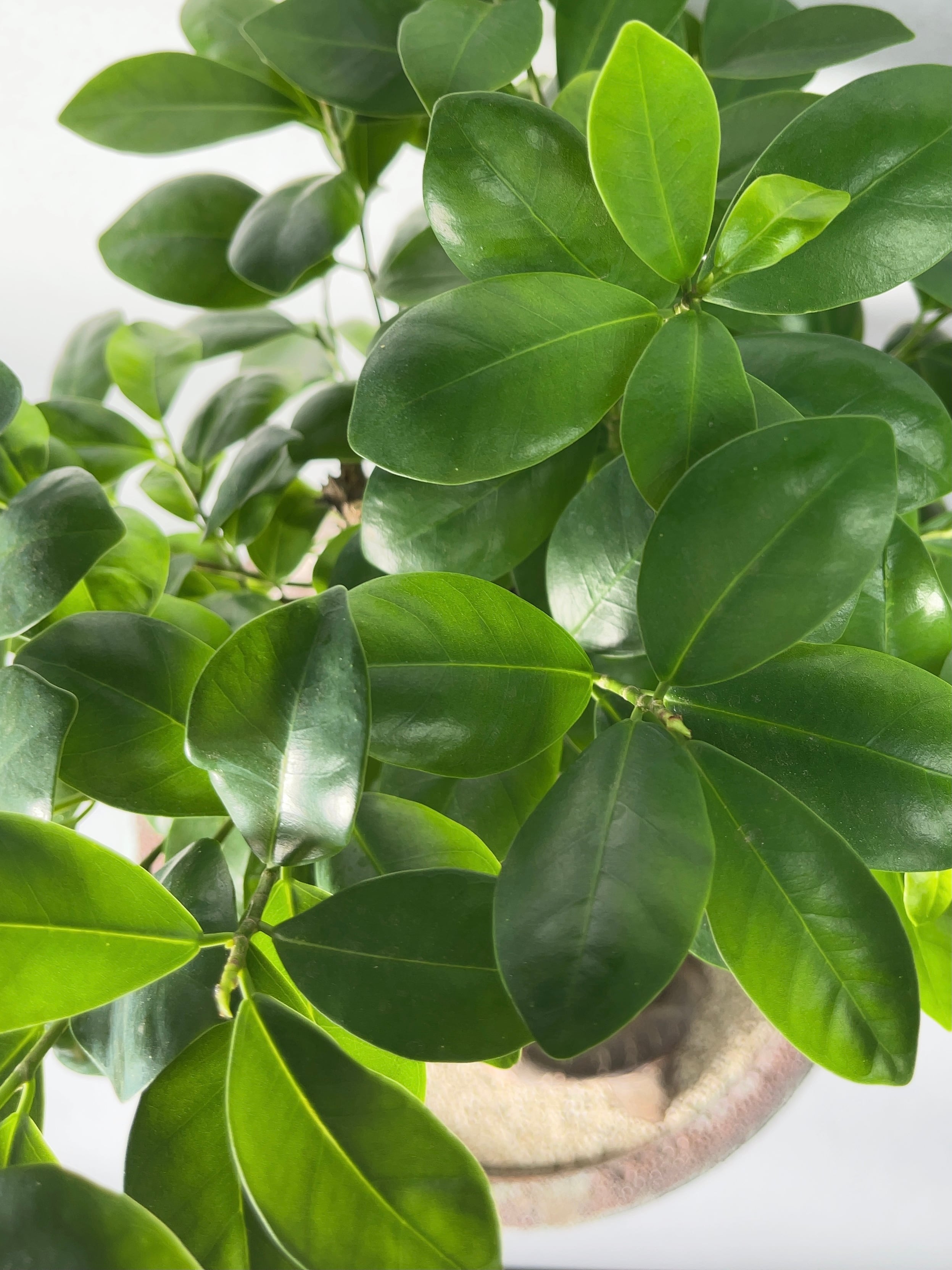 フィカス・ガジュマル | trigger