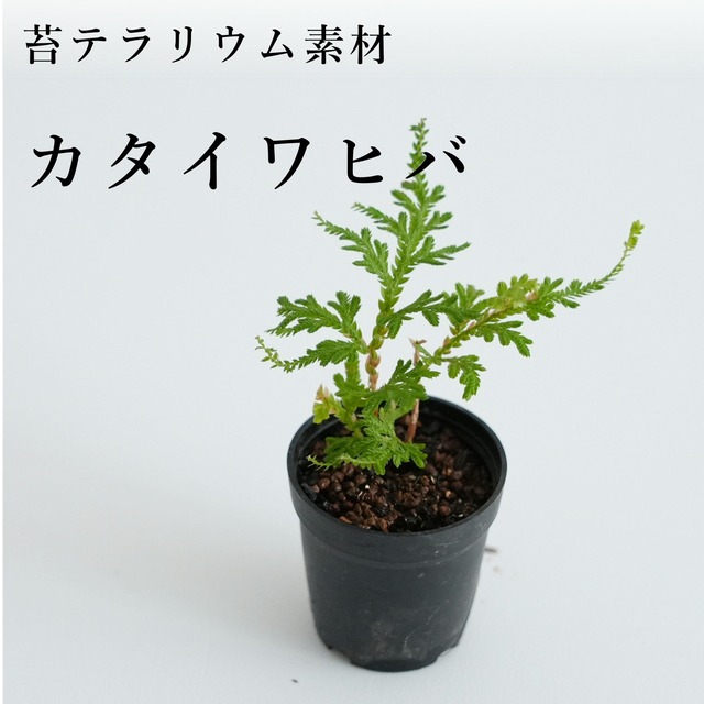 その他の植物 シダ 蘭 苔テラリウム専門ショップ道草 その他の植物 シダ 蘭 苔テラリウム専門ショップ道草