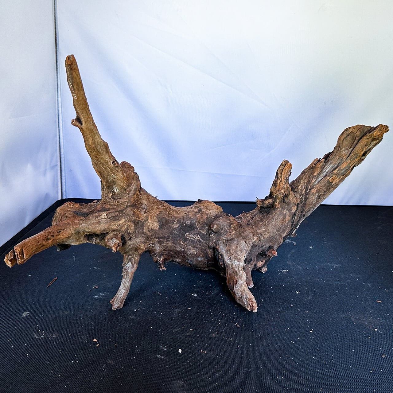 原生の力宿す孤高の流木】ディープホーンウッド/Deep Hornwood #大型