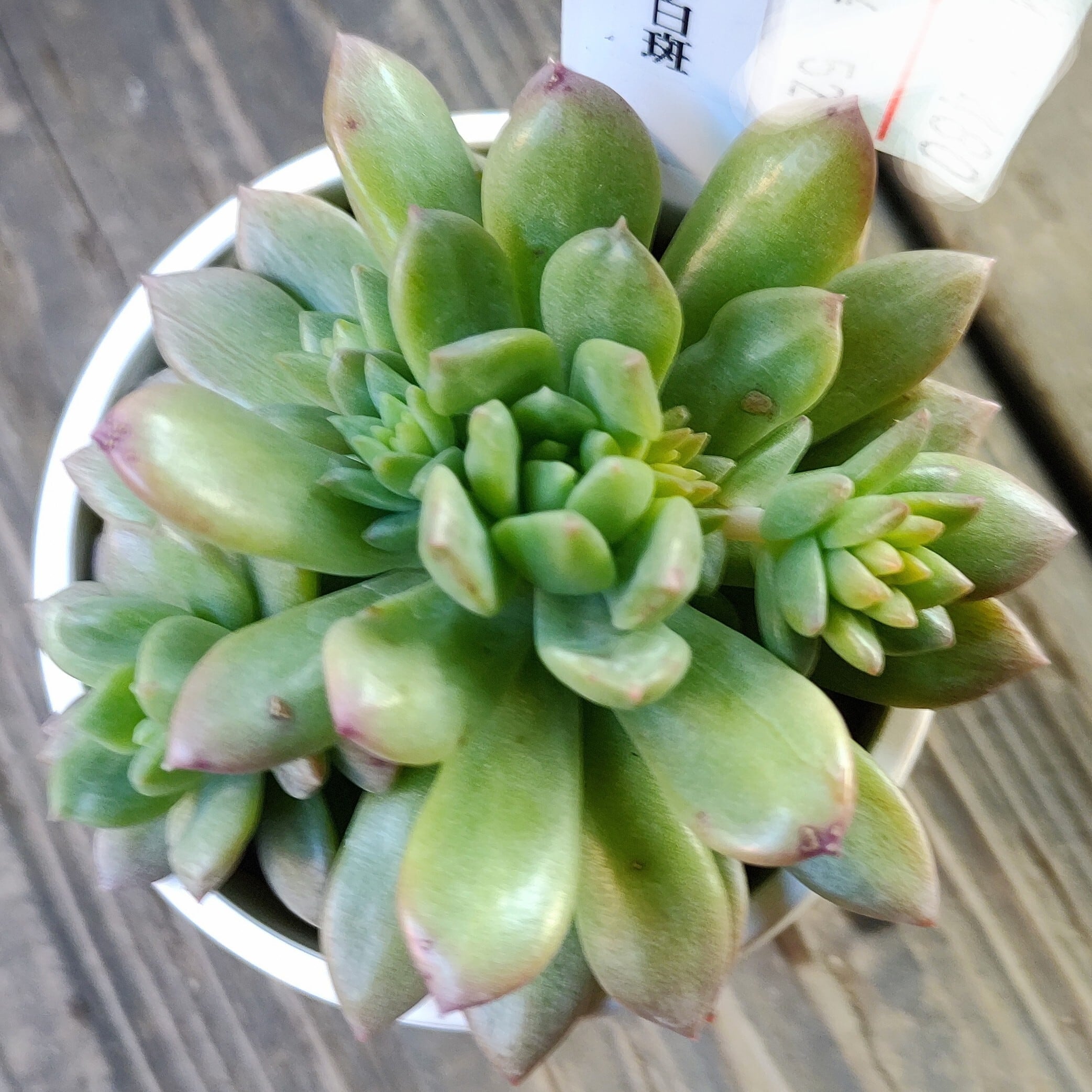 マルガンクイーン | RuPo 多肉植物専門店