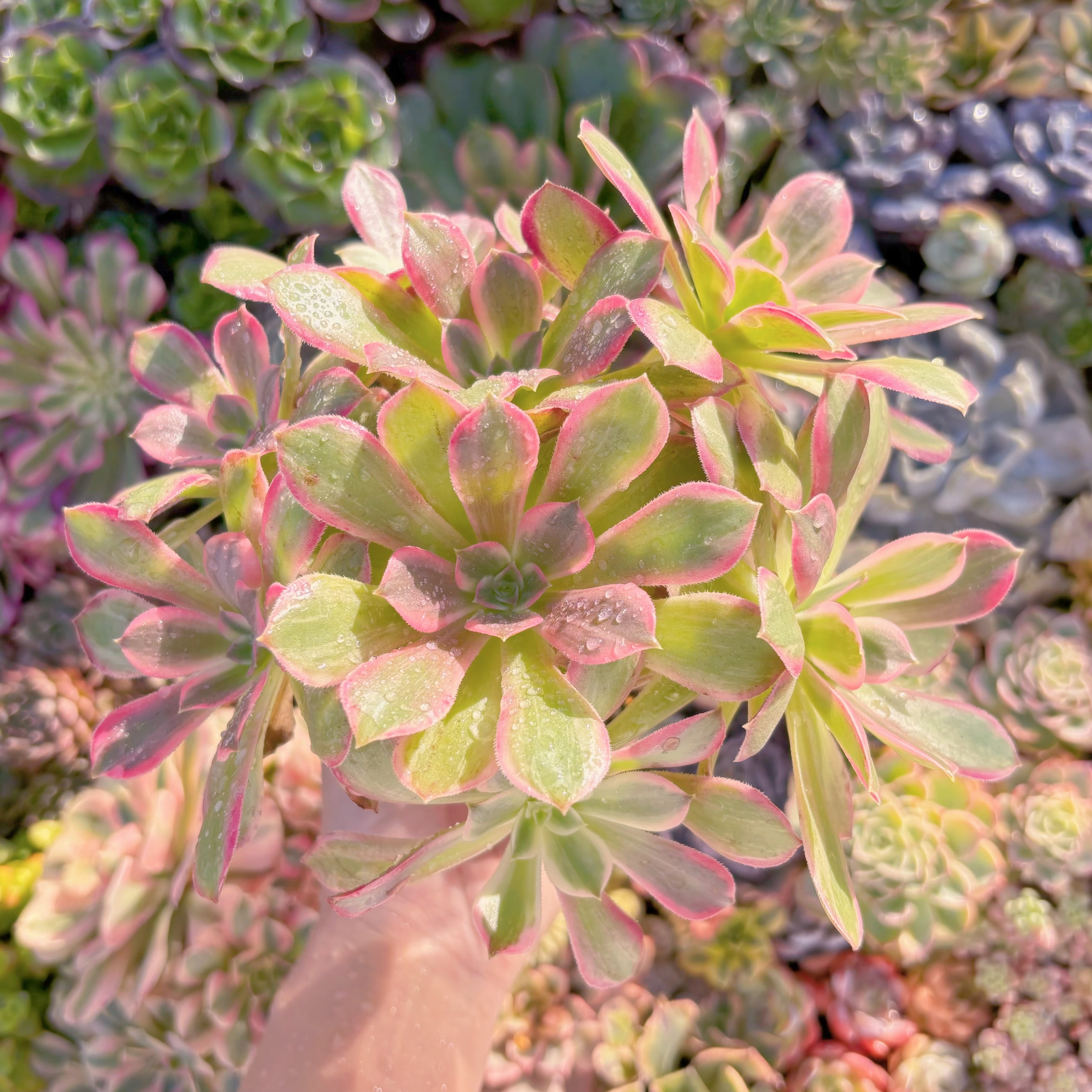 現品　新品種　浣沙錦#M020　群生　新入荷　るる農園