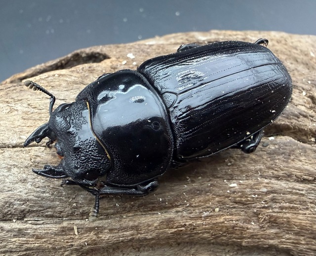 《オオクワガタ 能勢SR血統 52mm ♀単》