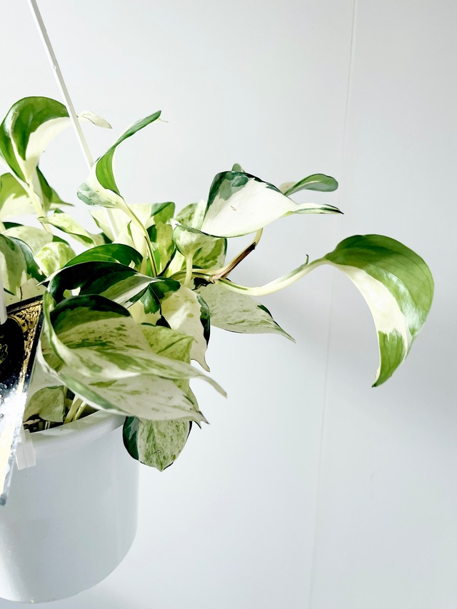 フリルの葉が美しい ポトス ステータス 5号鉢