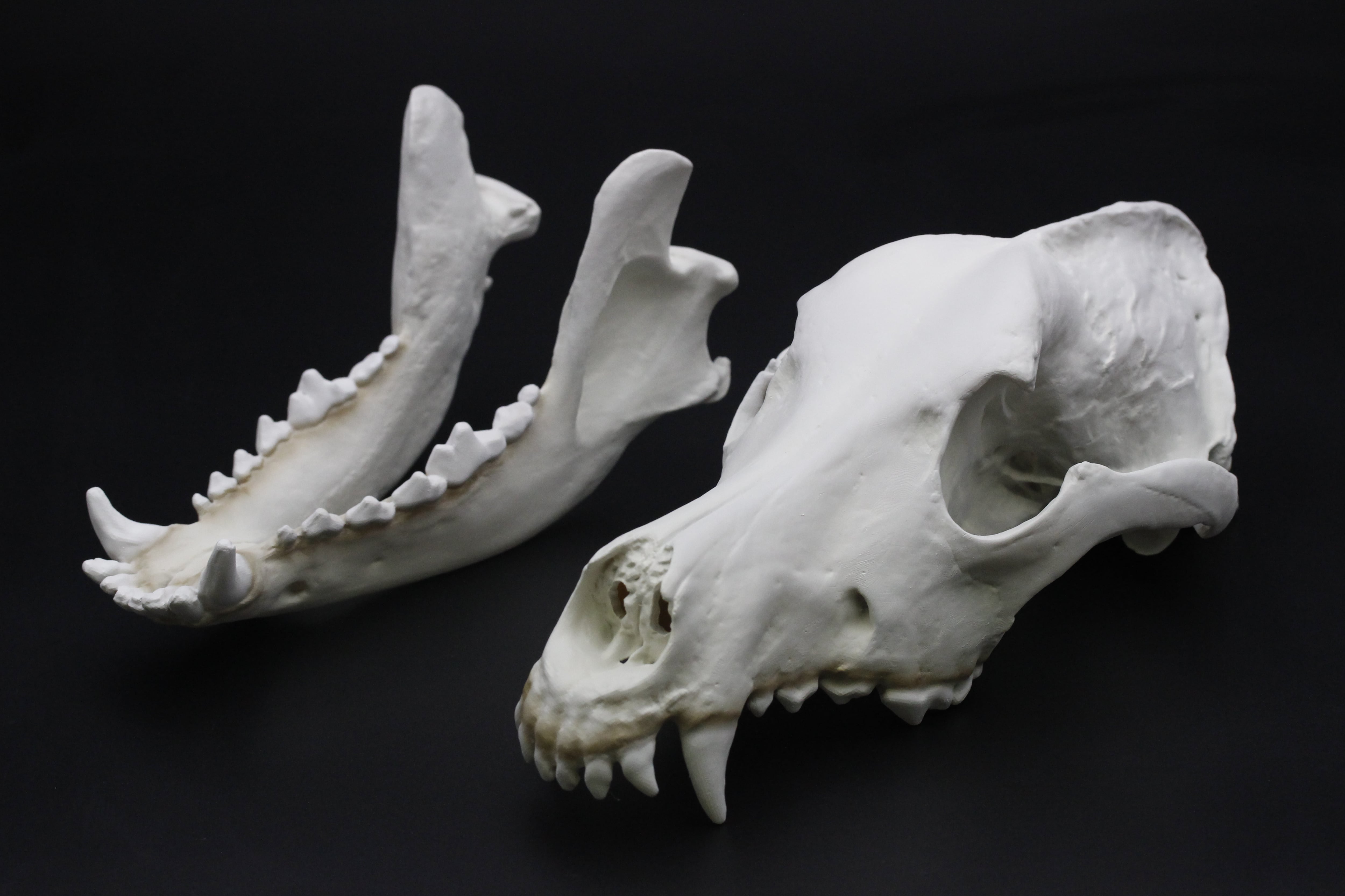 イヌ【ジャーマンシェパード(英名：German Shepherd Dog)】 等倍大頭骨