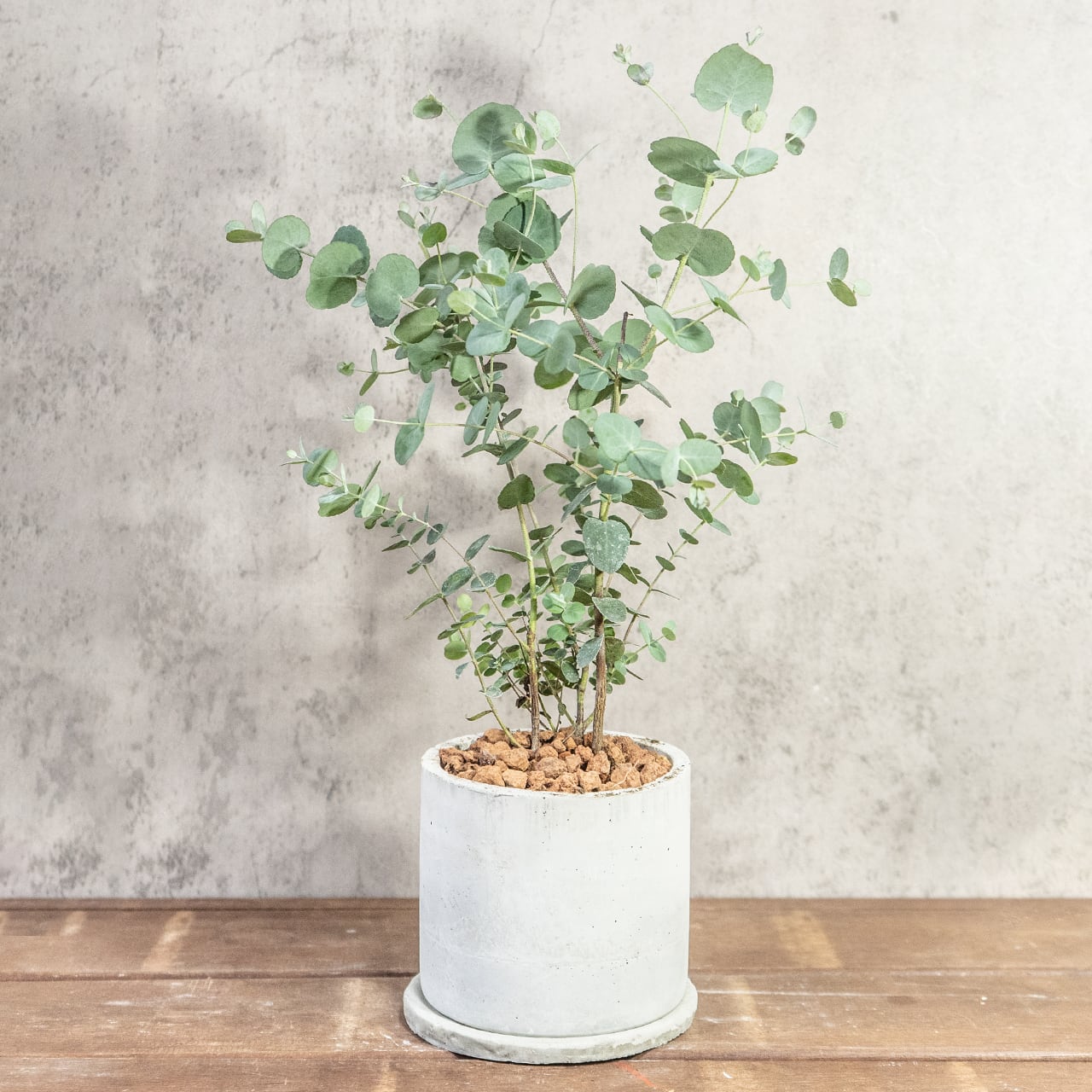 【一株ごとの厳選仕入れ】枝ぶりの美しさ、葉の密度の美しさ。空間を清涼感で満たすユーカリを現品販売でお届け。／手づくりモルタル鉢｜虫発生抑制｜送料全国一律850円