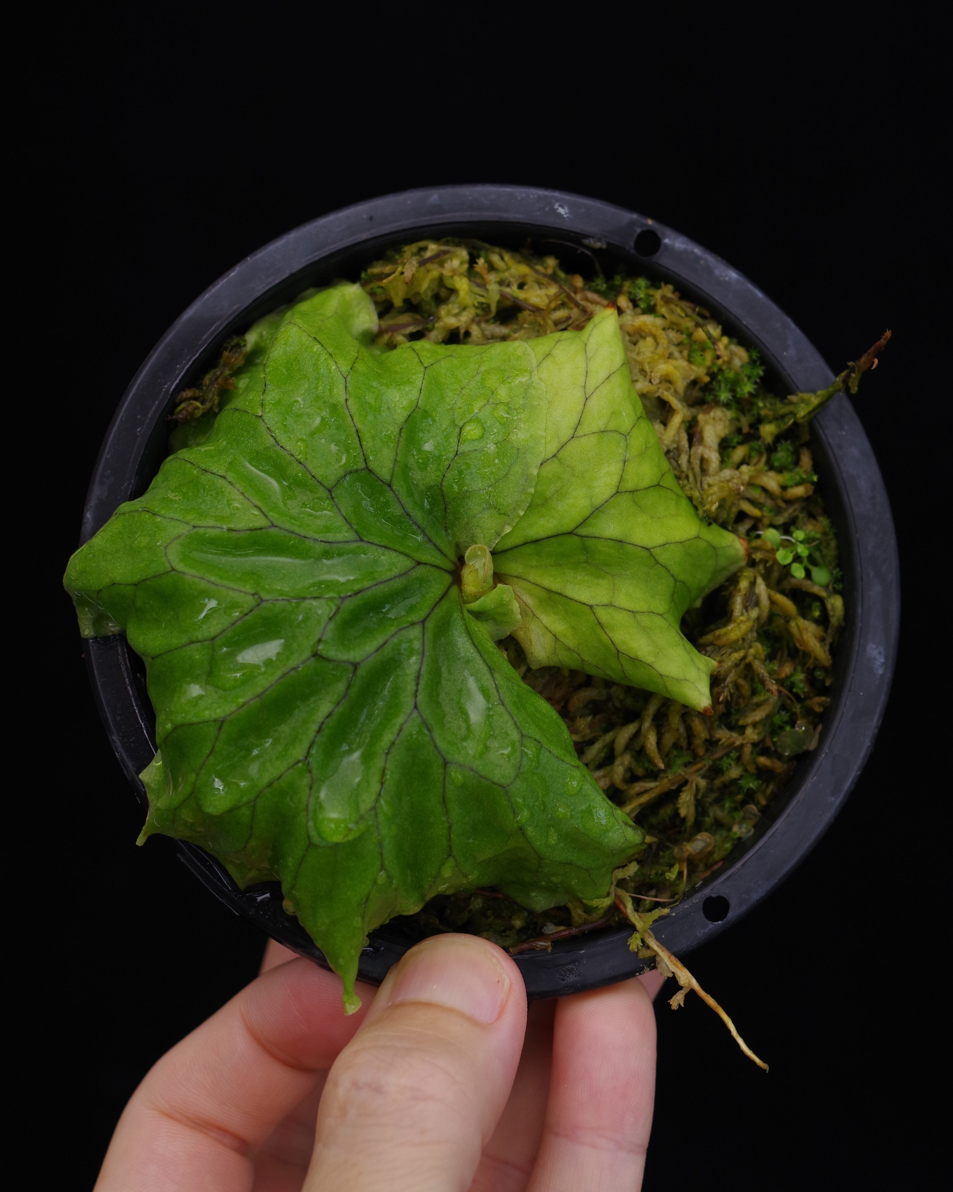 P.Willinckii cv. White Rose【artPLANTs】ビカクシダ/Platycerium