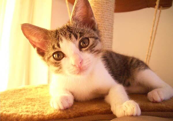 猫 ポストカード The Cat who....猫は夕日に向かって 10x14.8センチ(cm)官製はがきサイズ 猫写真 はがき ねこ葉書 ネコハガキ Postcard アイとちび アイシス