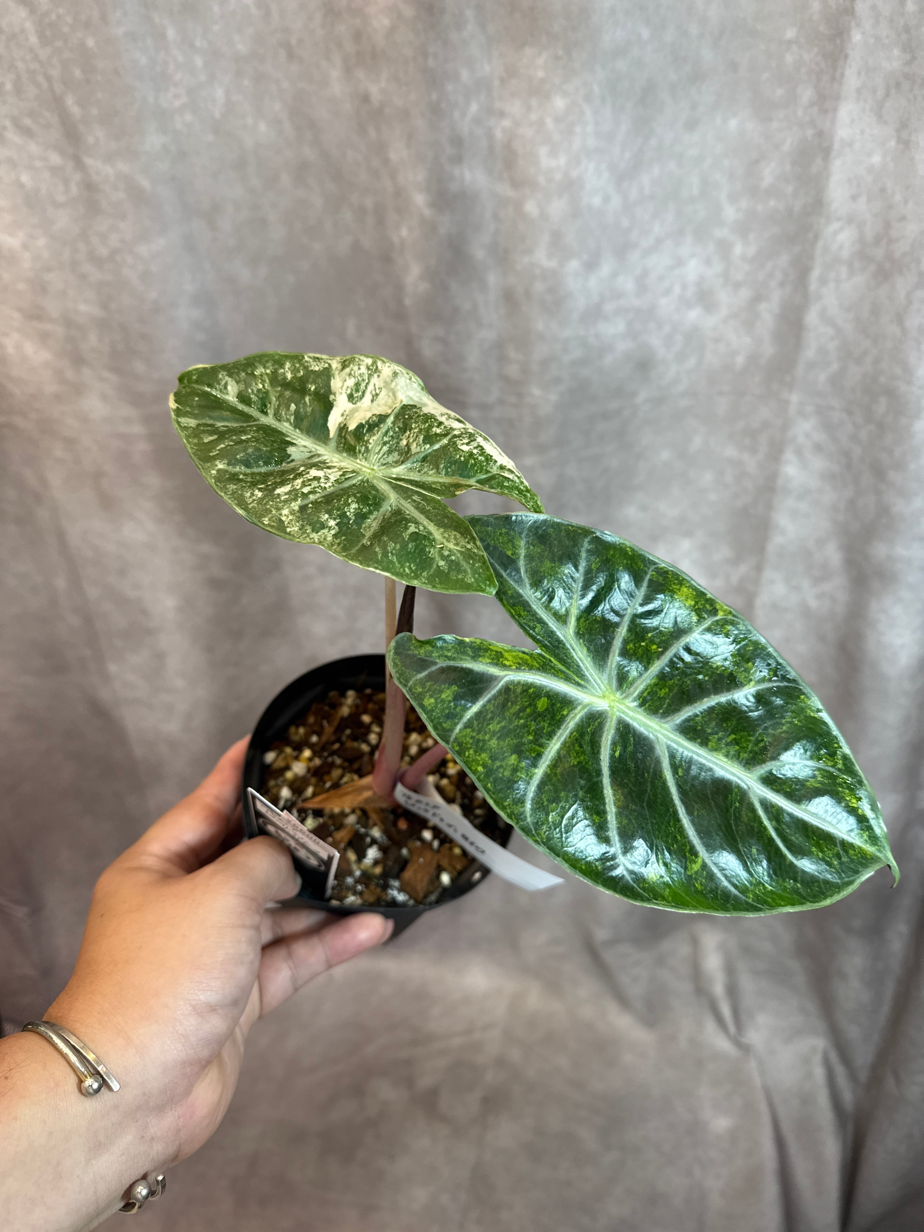 アロカシア ピンクドラゴン斑入り | Gardenえん 【観葉熱帯植物】