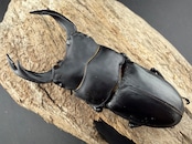 《オオクワガタ 能勢SR血統 81.5mm ペア》