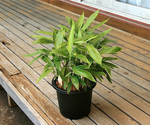 チマキザサ(粽笹)の鉢植え